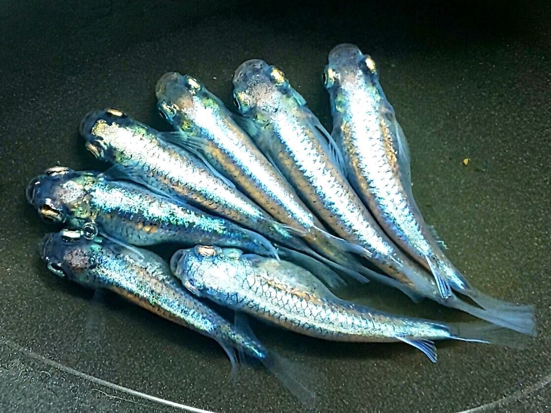 冷凍ヤワゲネズミS【50g〜59g】 | PAY ID