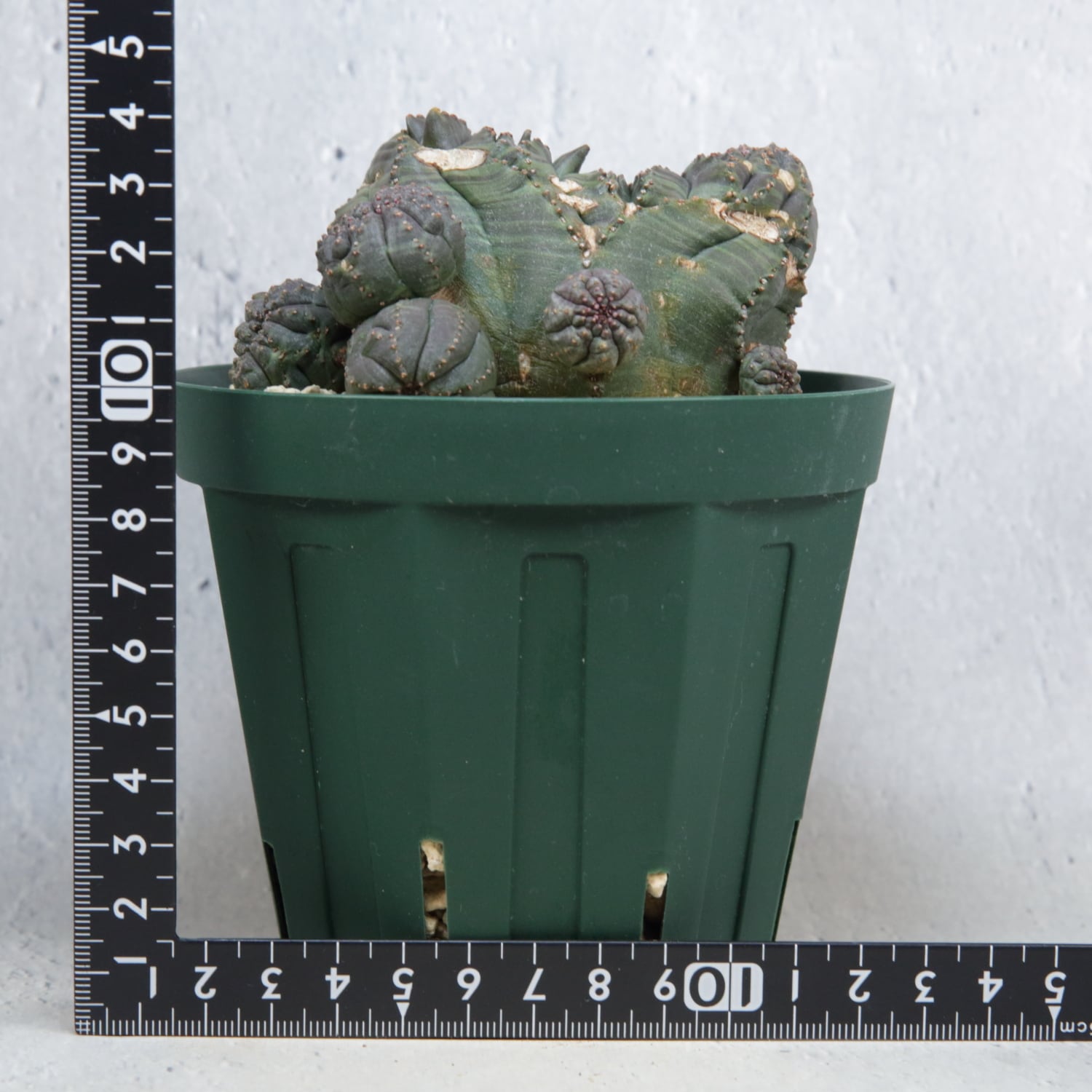 超厳選株】大株 親株 最大幅約 8cm 仔吹き 円扇綴化 オベサ