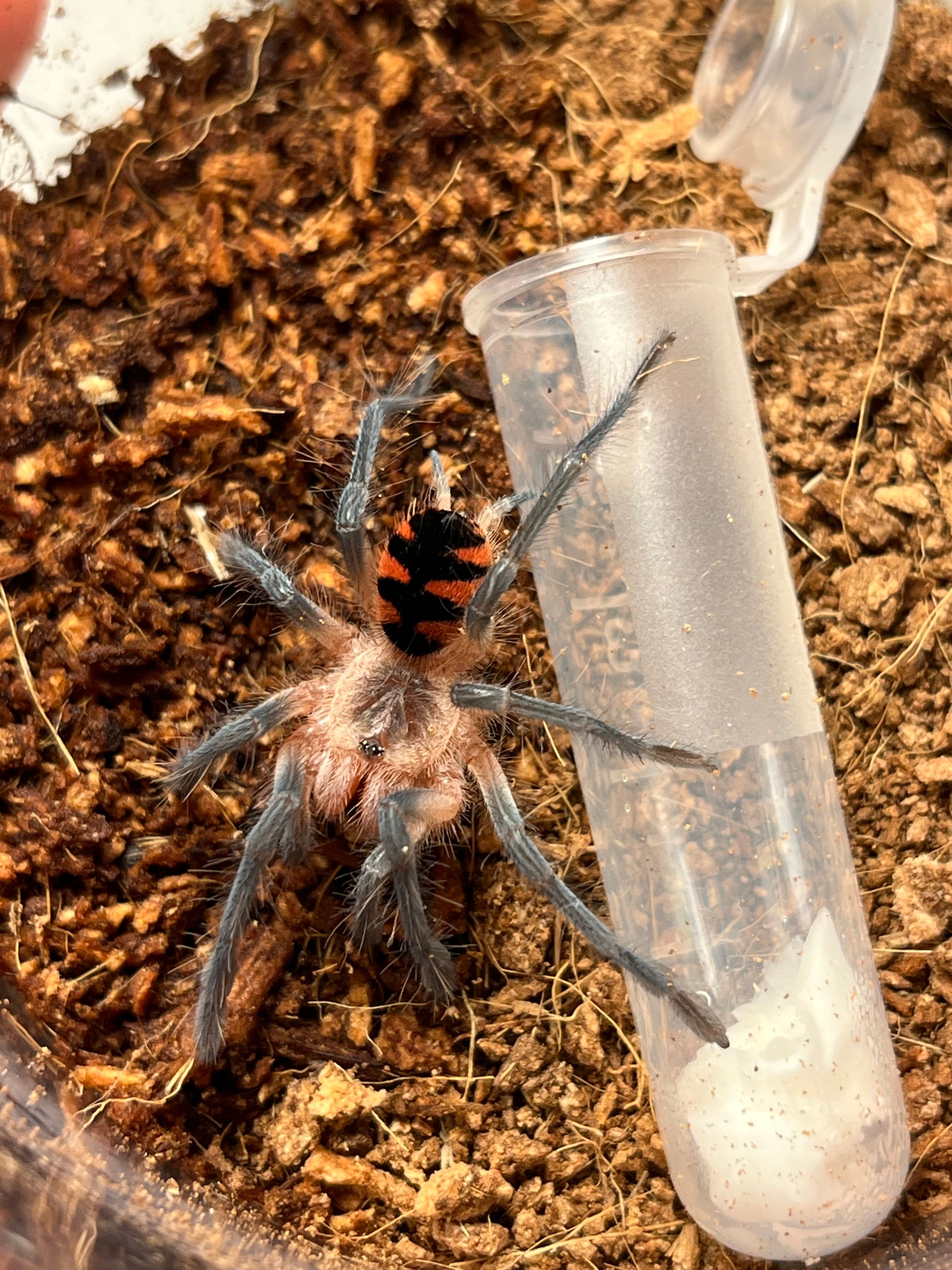 ♂】Pamphobeteus sp. Magnanegra | オモニキチュウ
