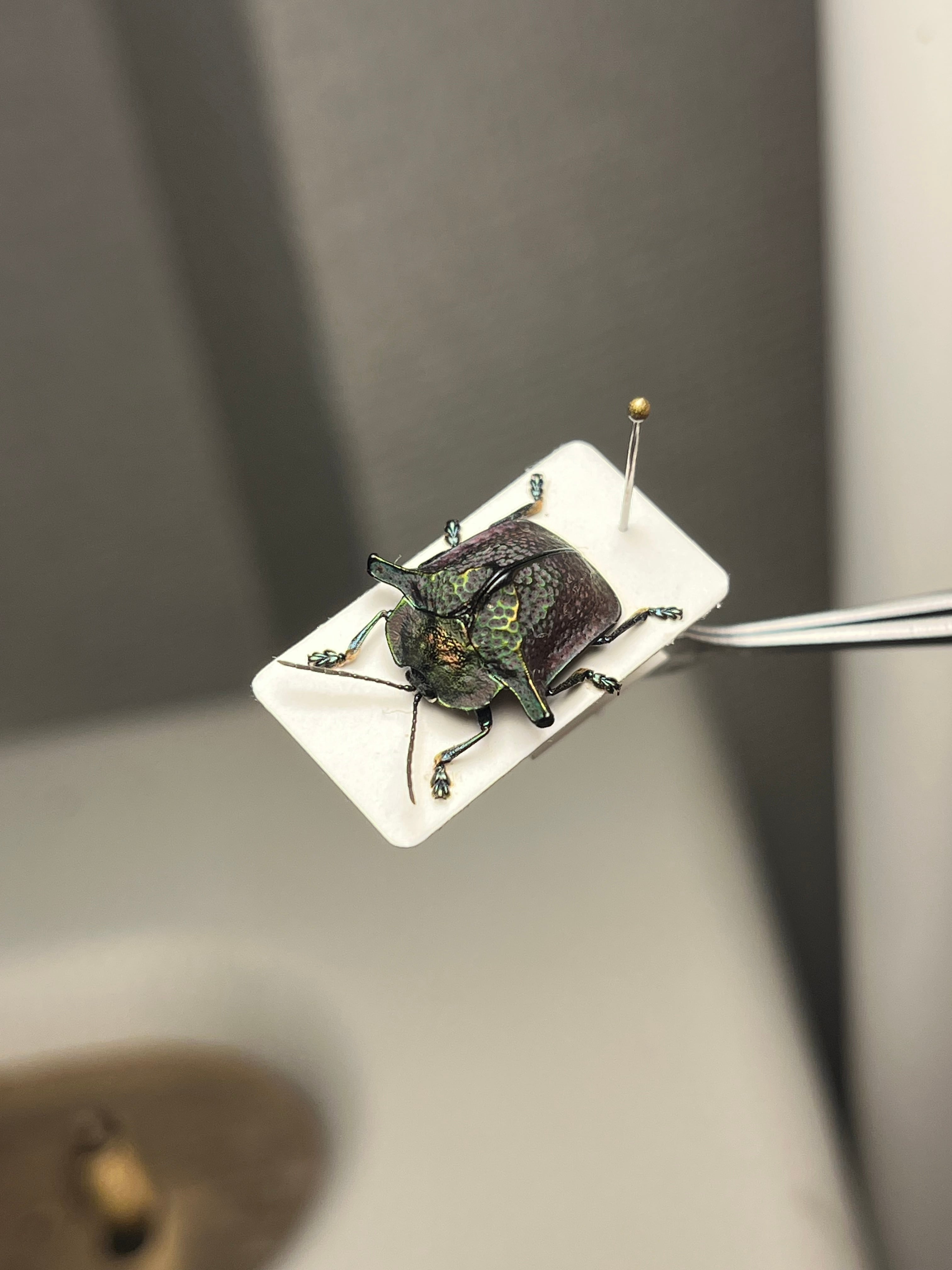後脚に鋭い棘を持つヘリカメムシの一種 標本 ペルーハムシフンチュウ亀虫 ペルーのカタトゲブローチハムシ 標本甲虫タマムシスハンダエ