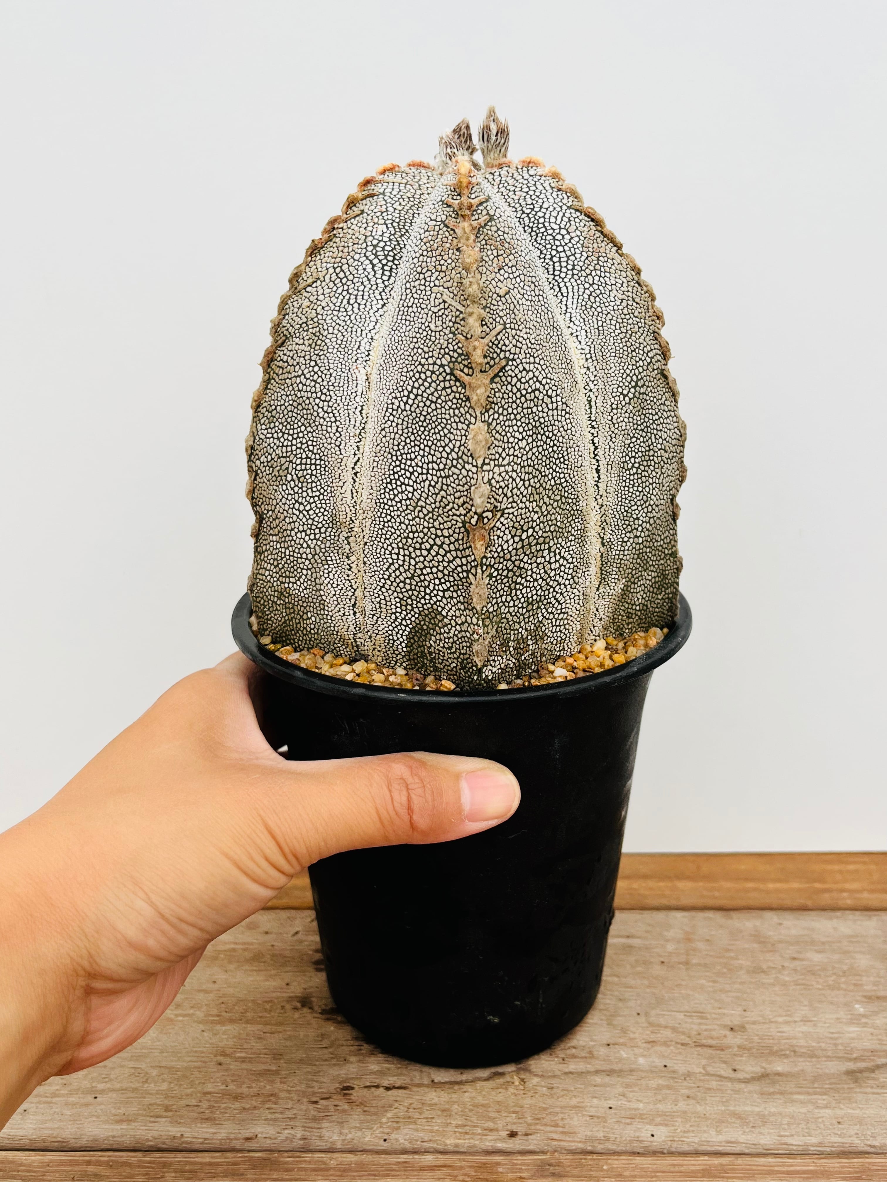 Astrophytum myriostigma アストロフィツム ランポー玉 恩塚鸞鳳玉