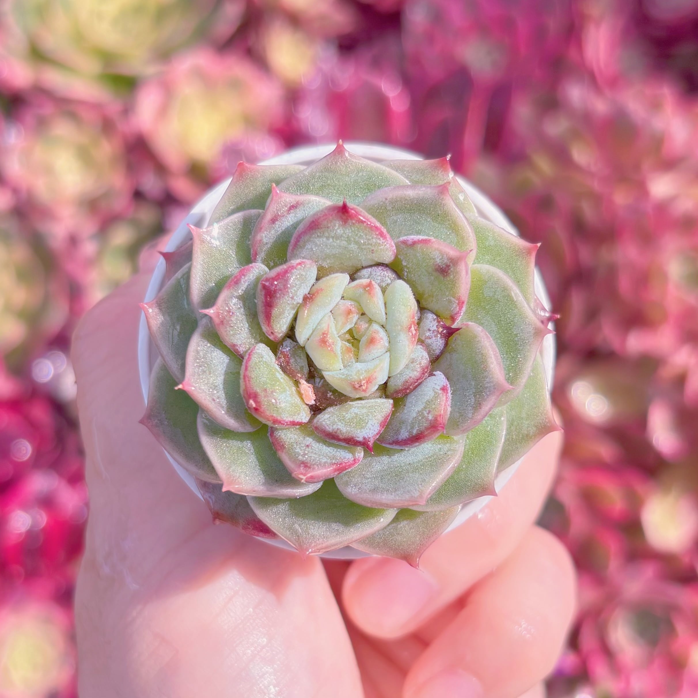 多肉植物　レッドベルベット(S)　新入荷　るる農園