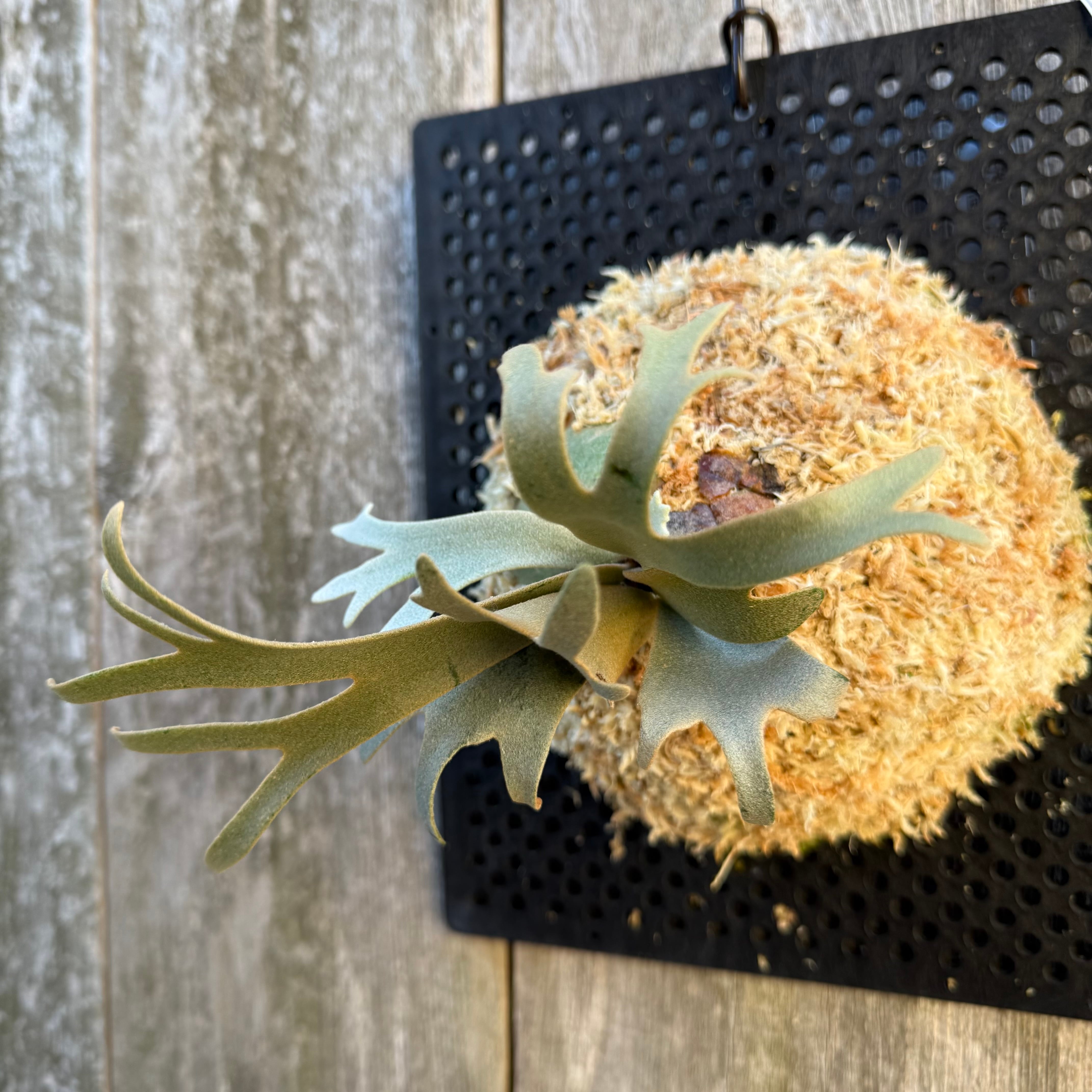 P. willinckii watchara sporelings dwarf (pup) | naturefix