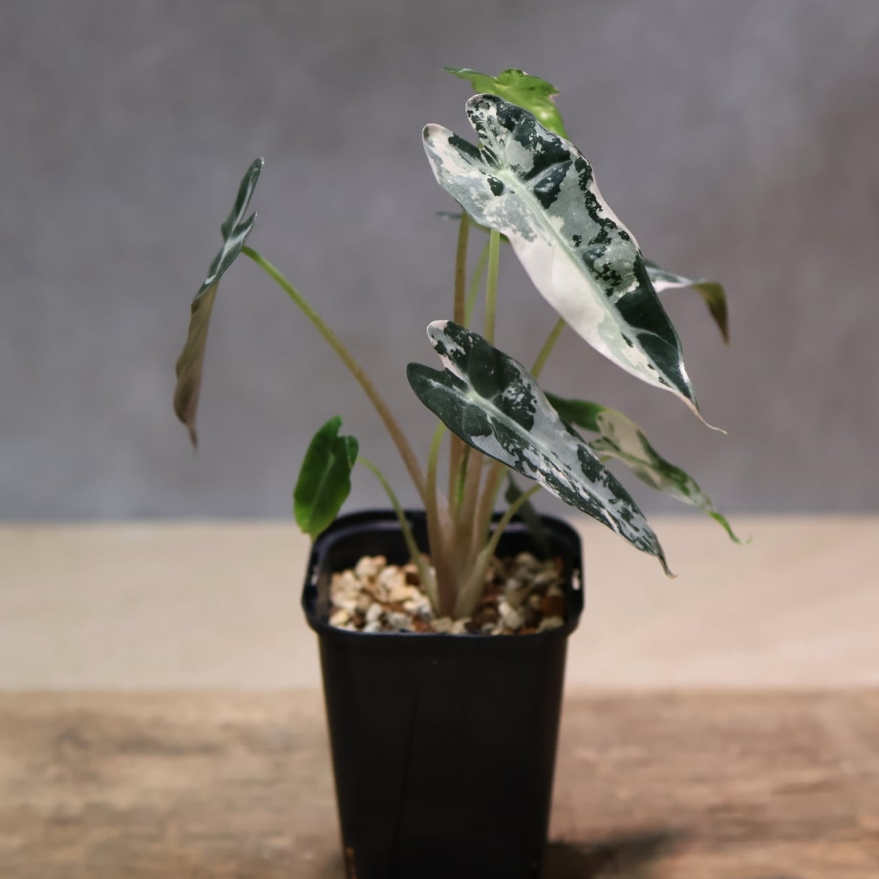 326 極彩の世界『アロカシア Alocasia bambino pink variegata』観葉