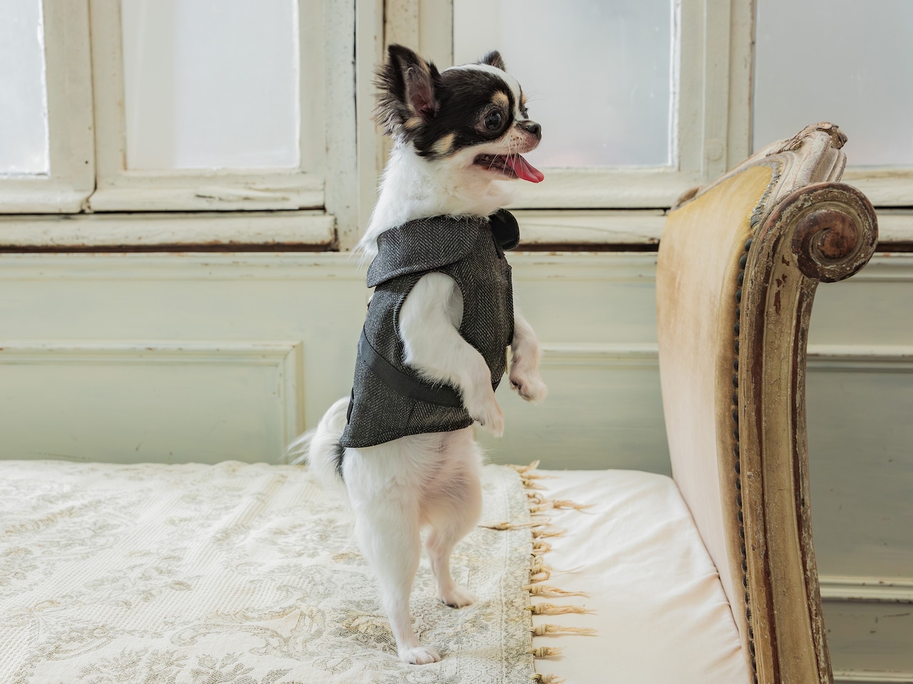 フォーマルハーネス