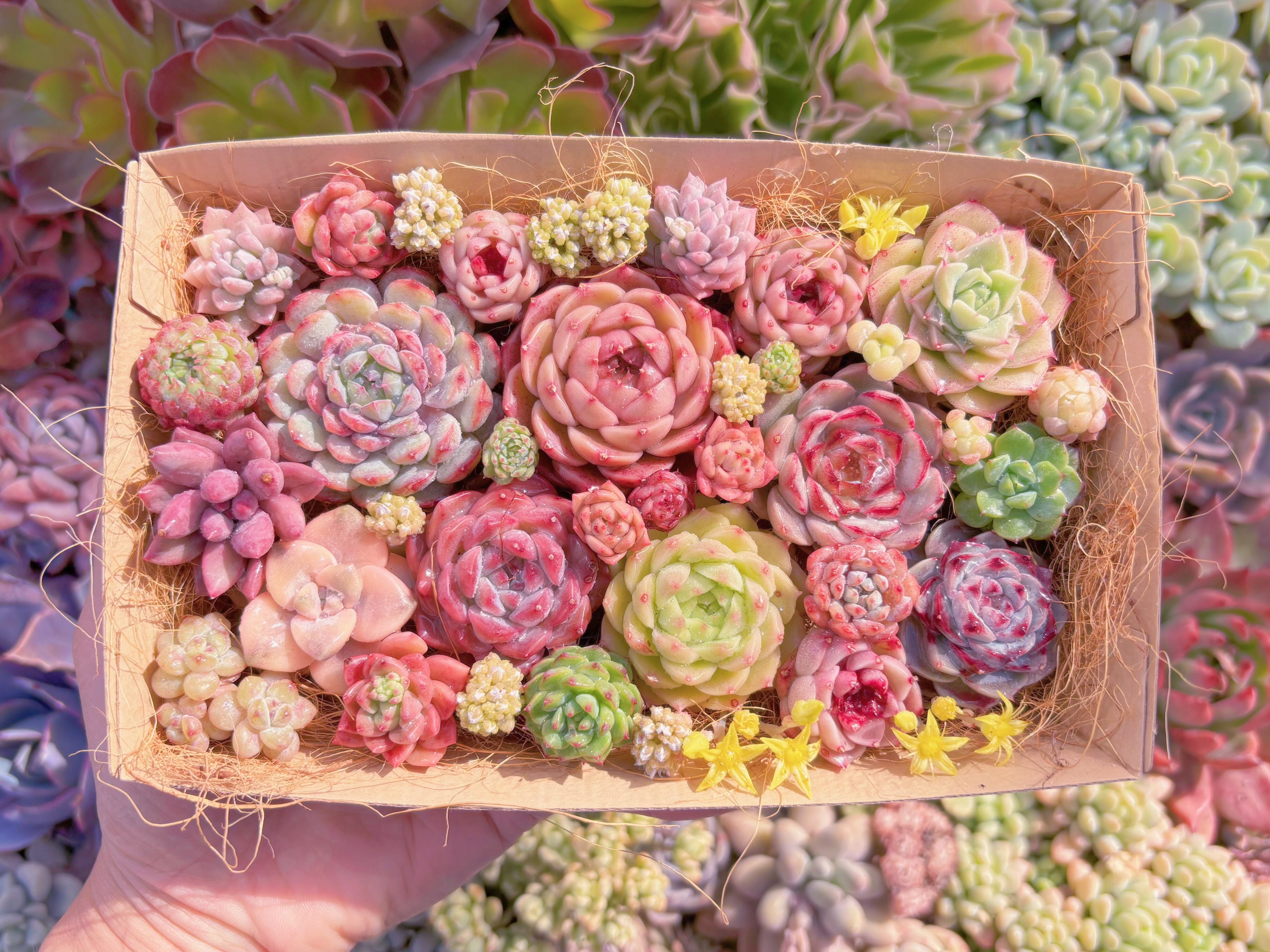 現品　寄せ植えセット#1146　12cmx20cm　るる農園