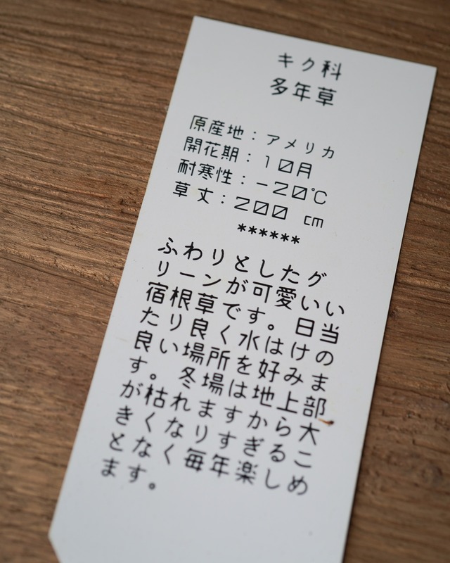 ユーパトリウム　グリーンフェザー　2.5号
