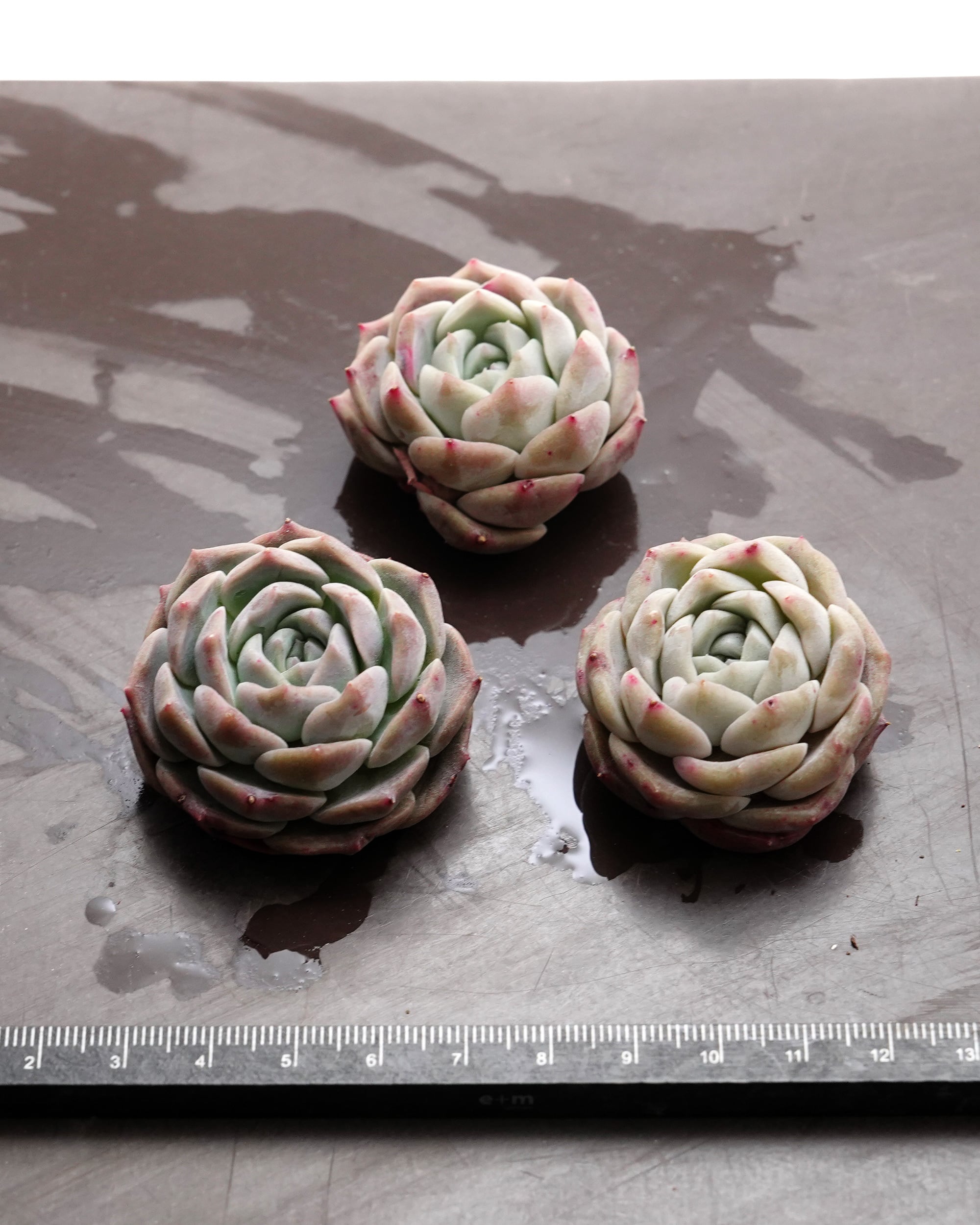 カット苗 パープルドリームワールド Echeveria 'Purple Dream World