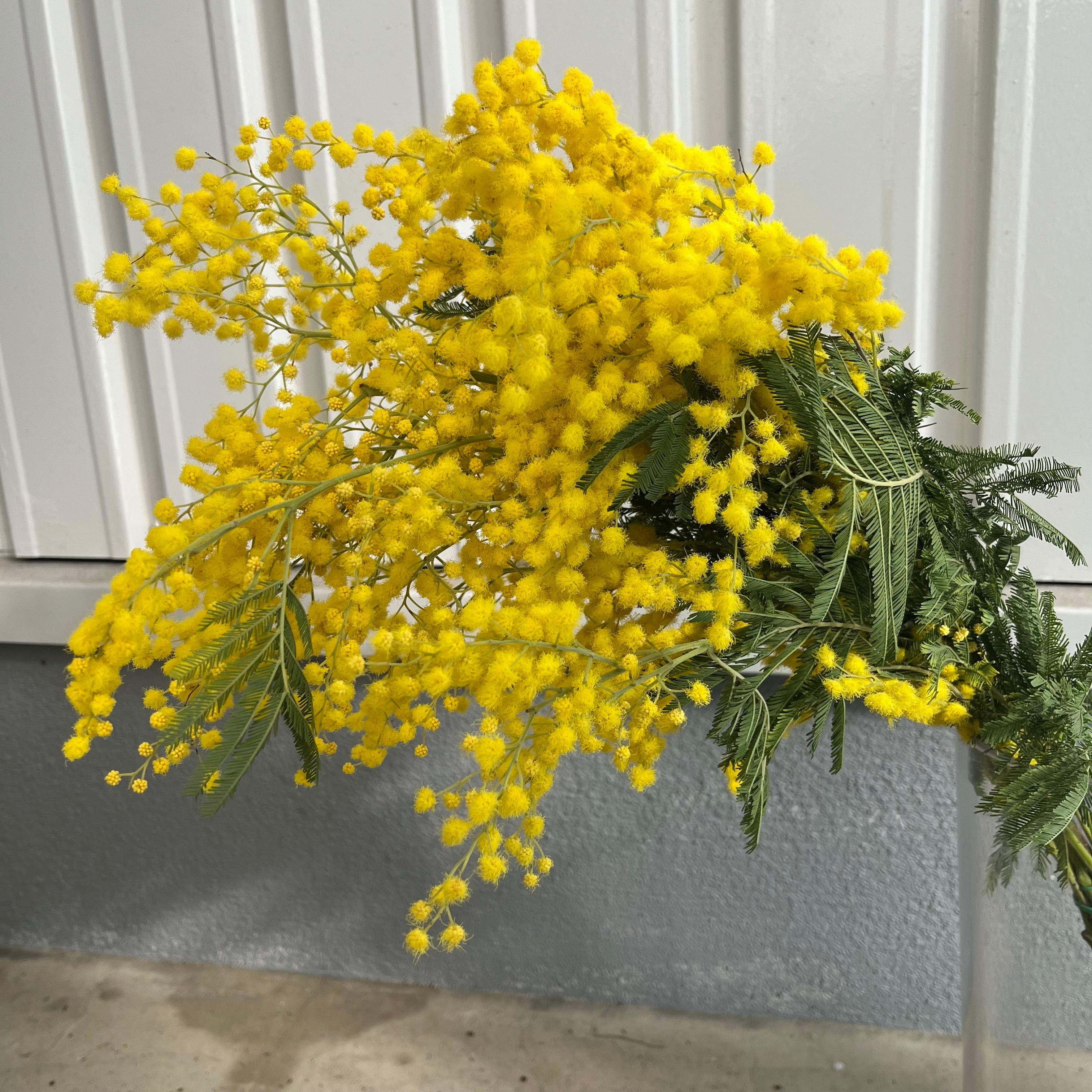 ミモザアカシア フレッシュ 80サイズ 採りたて