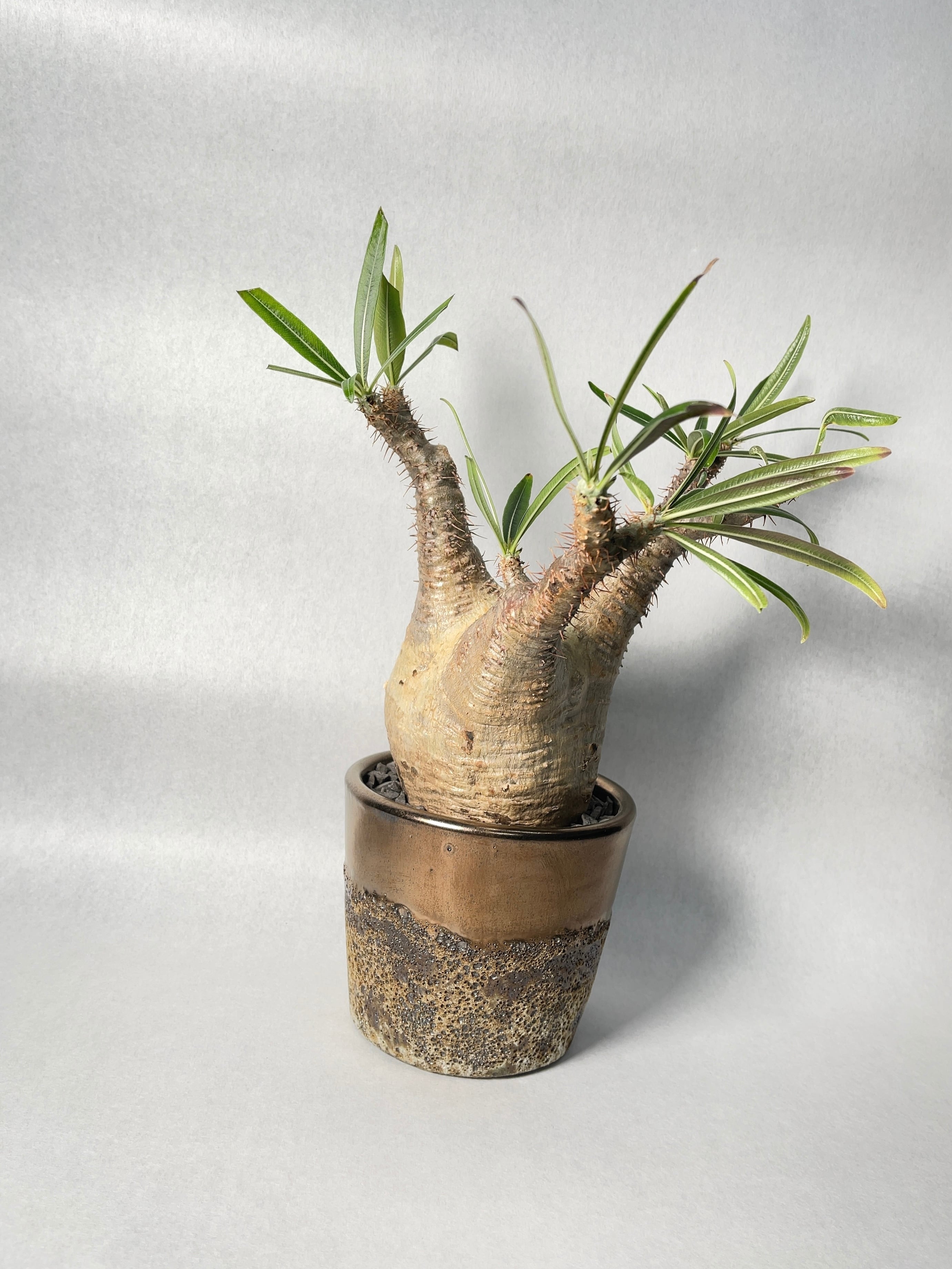 パキポディウム・グラキリス | trigger