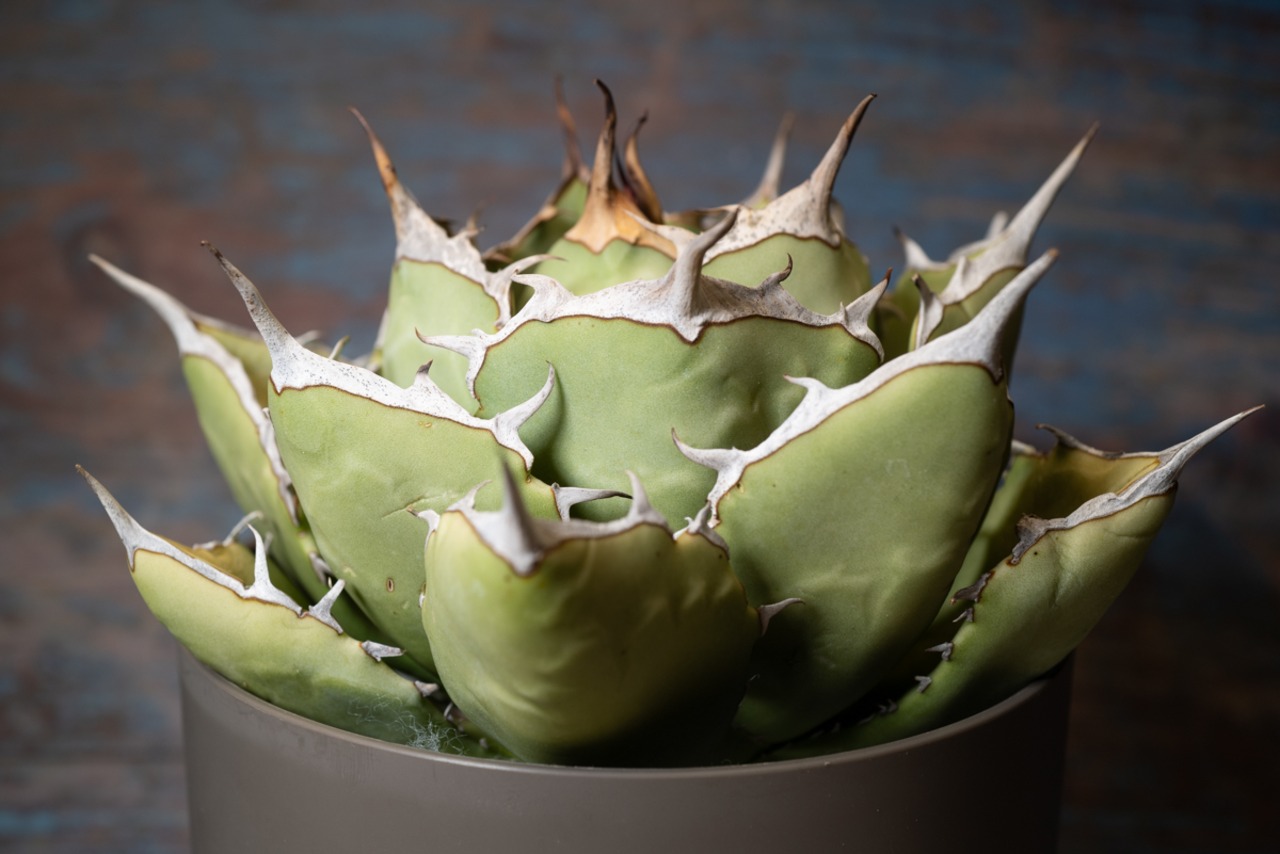 アガベ チタノタ ノーネーム⑤ 画像2