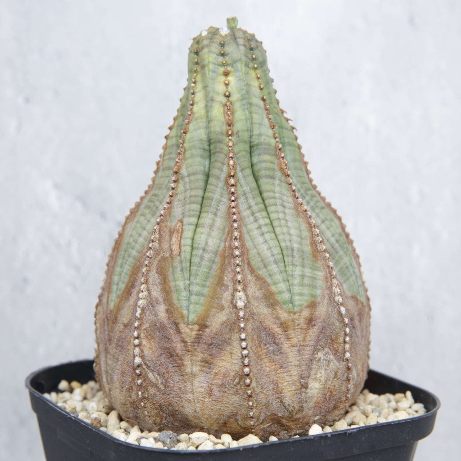 ☆ラギット美模様木質化☆大株マウンテンオベサ♂ オス株 大株 7.3cm 美模様 マウンテン オベサ / 木質化 ユーフォルビア