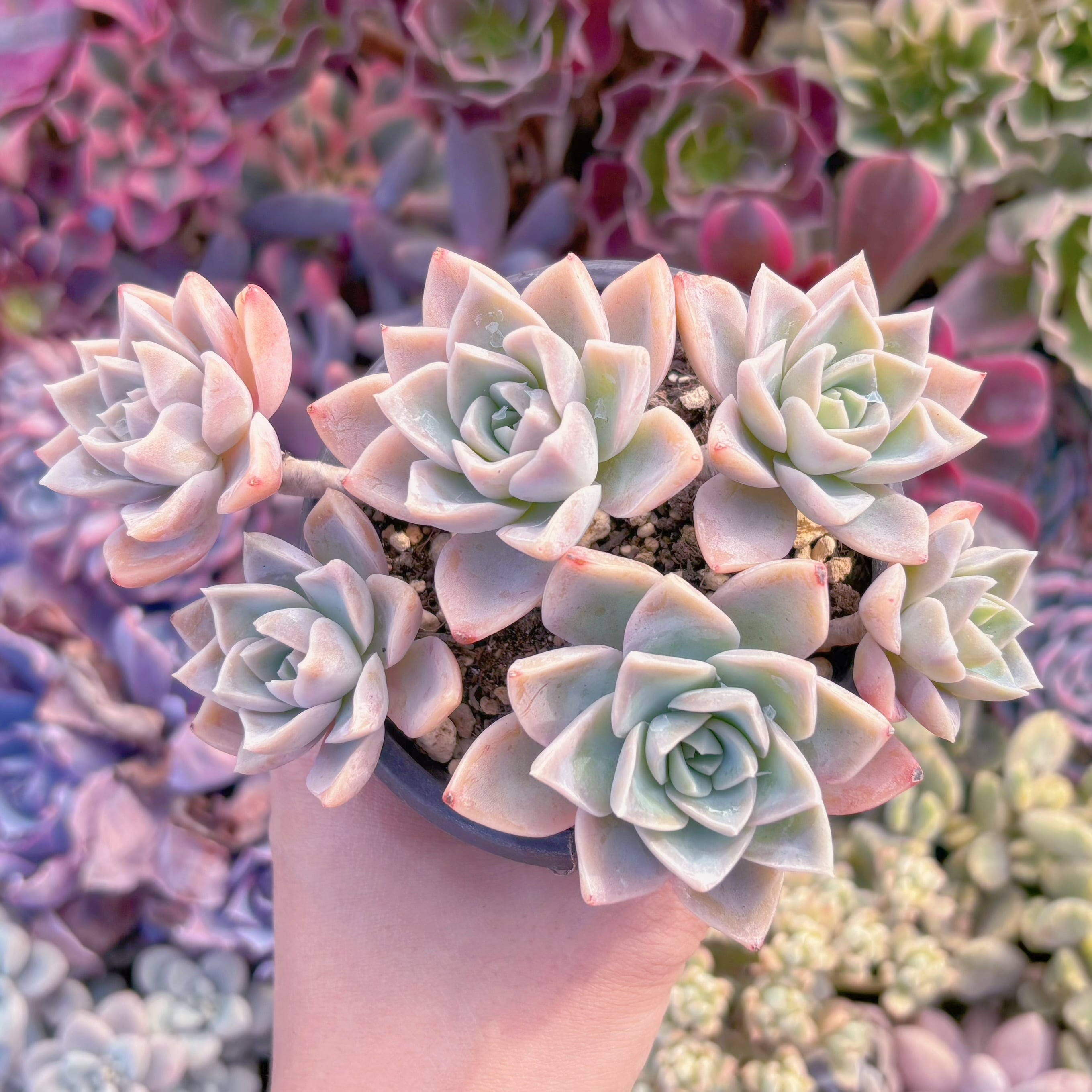 現品　ラブリーローズx白牡丹#1115　るる農園