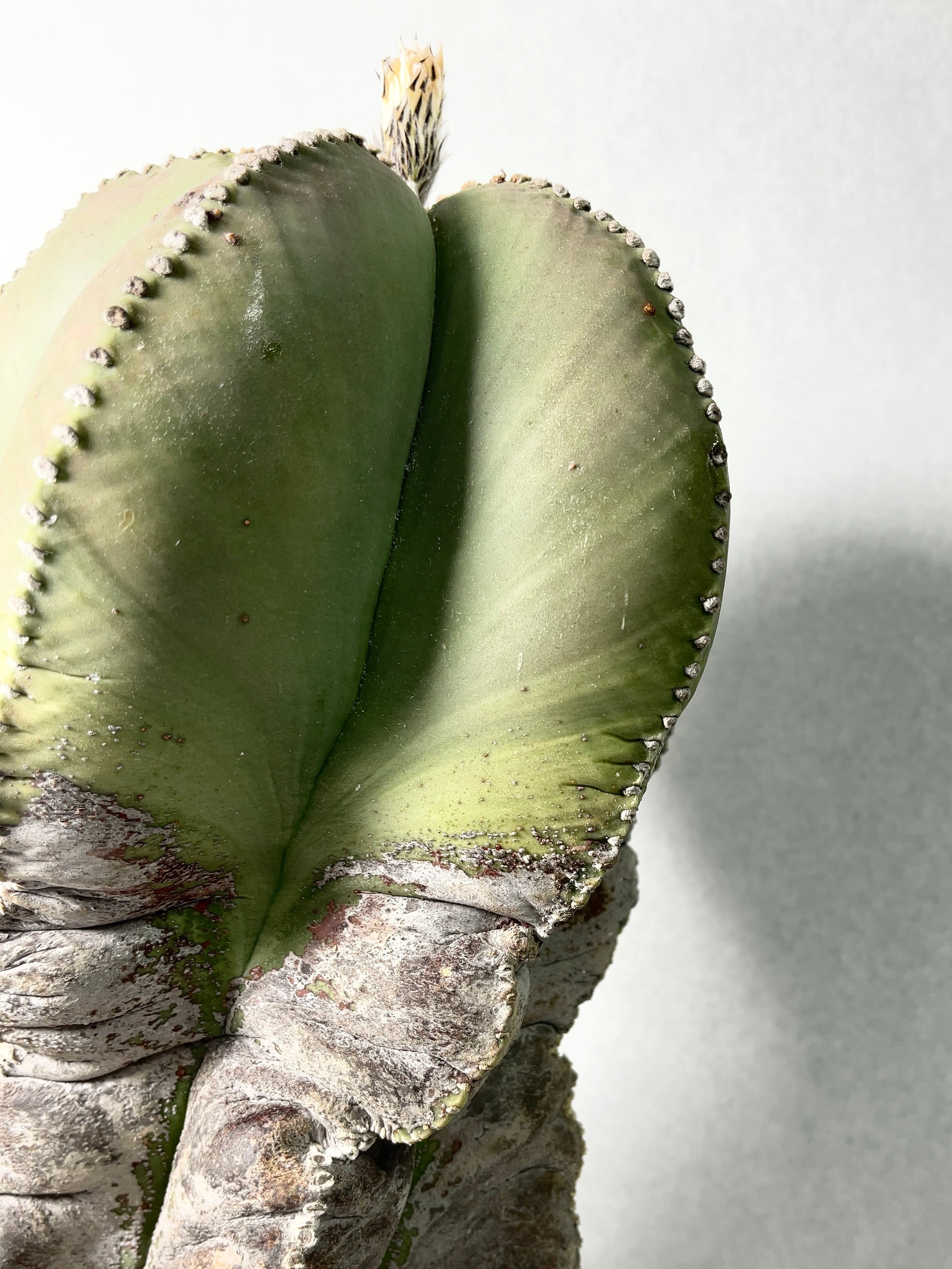 アストロフィツム・碧瑠璃鸞鳳玉 | trigger