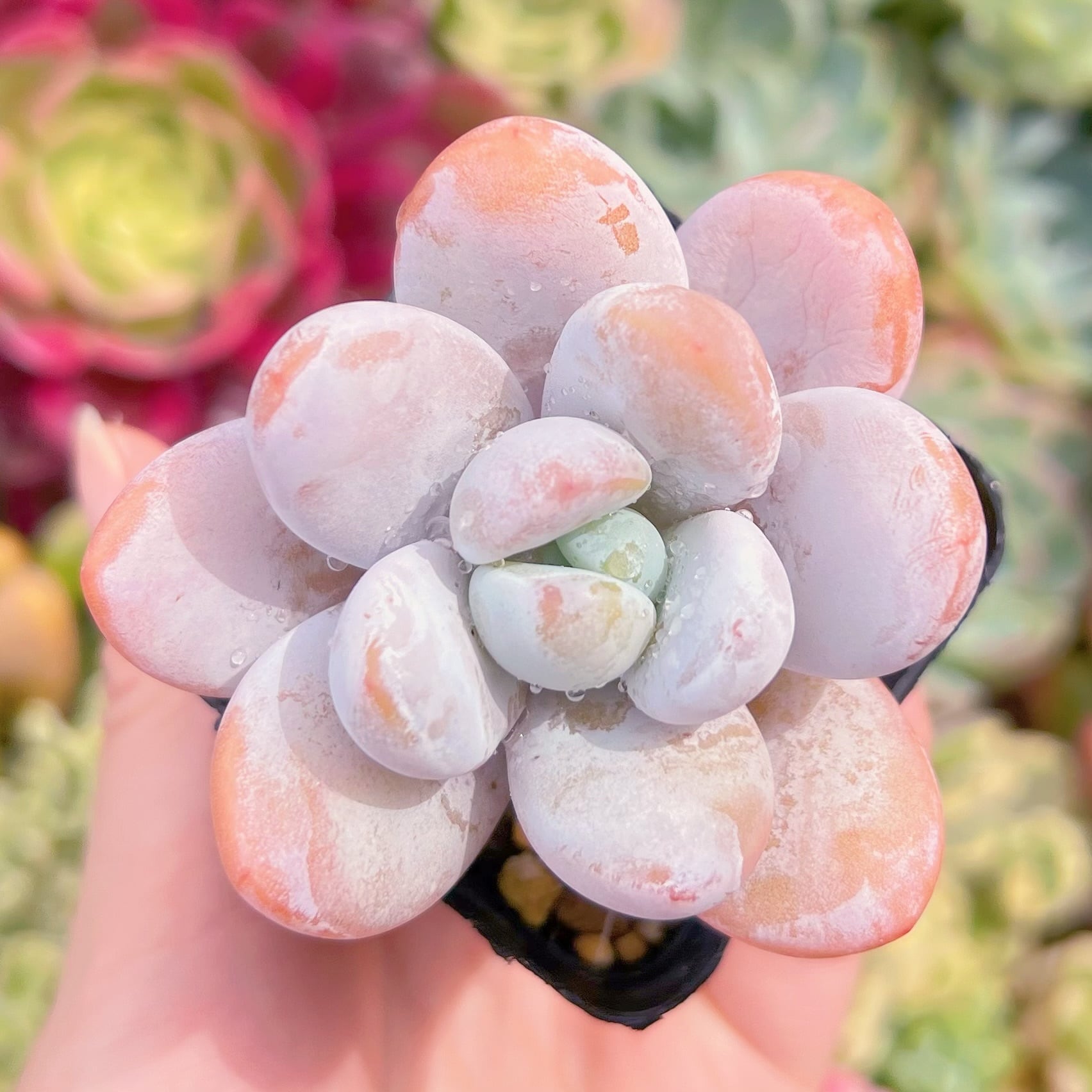 現品　雪美人#603   るる農園