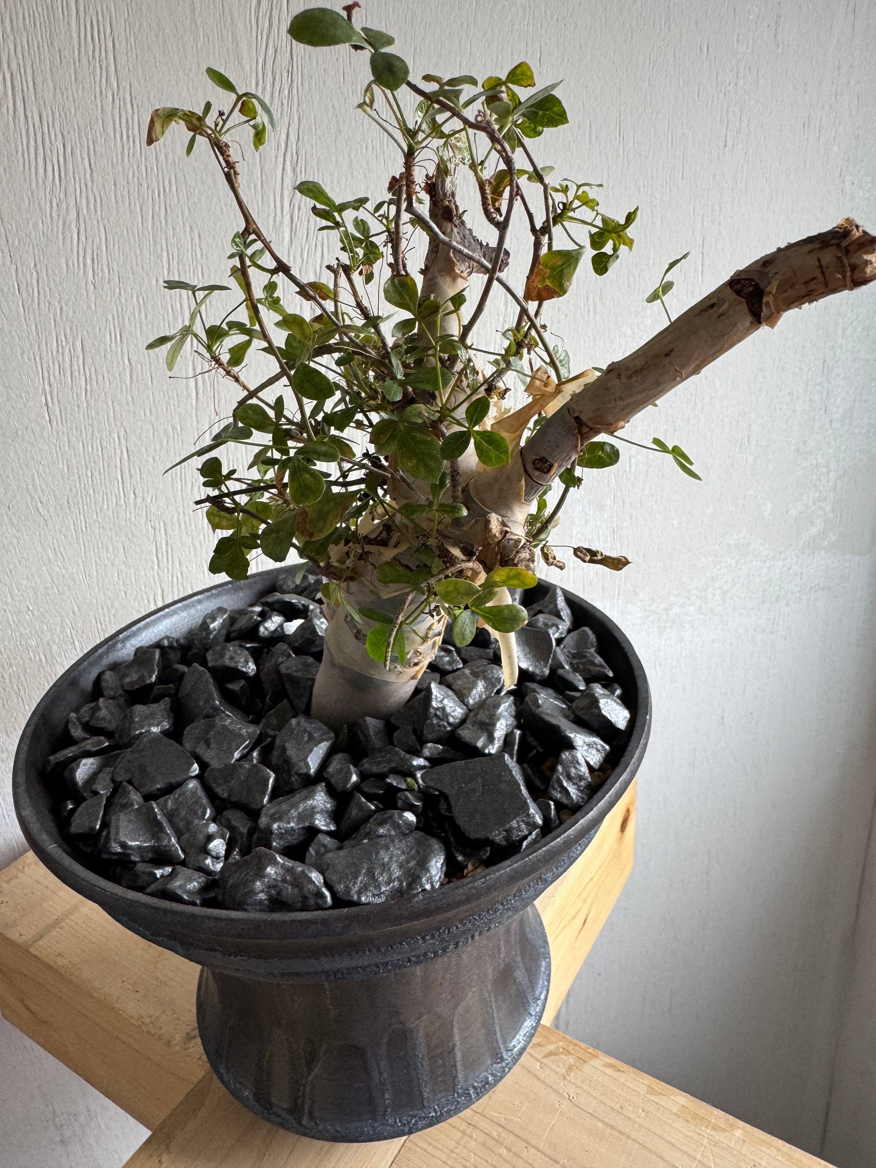 Commiphora kataf × deracine factory【店主コレクション株・数