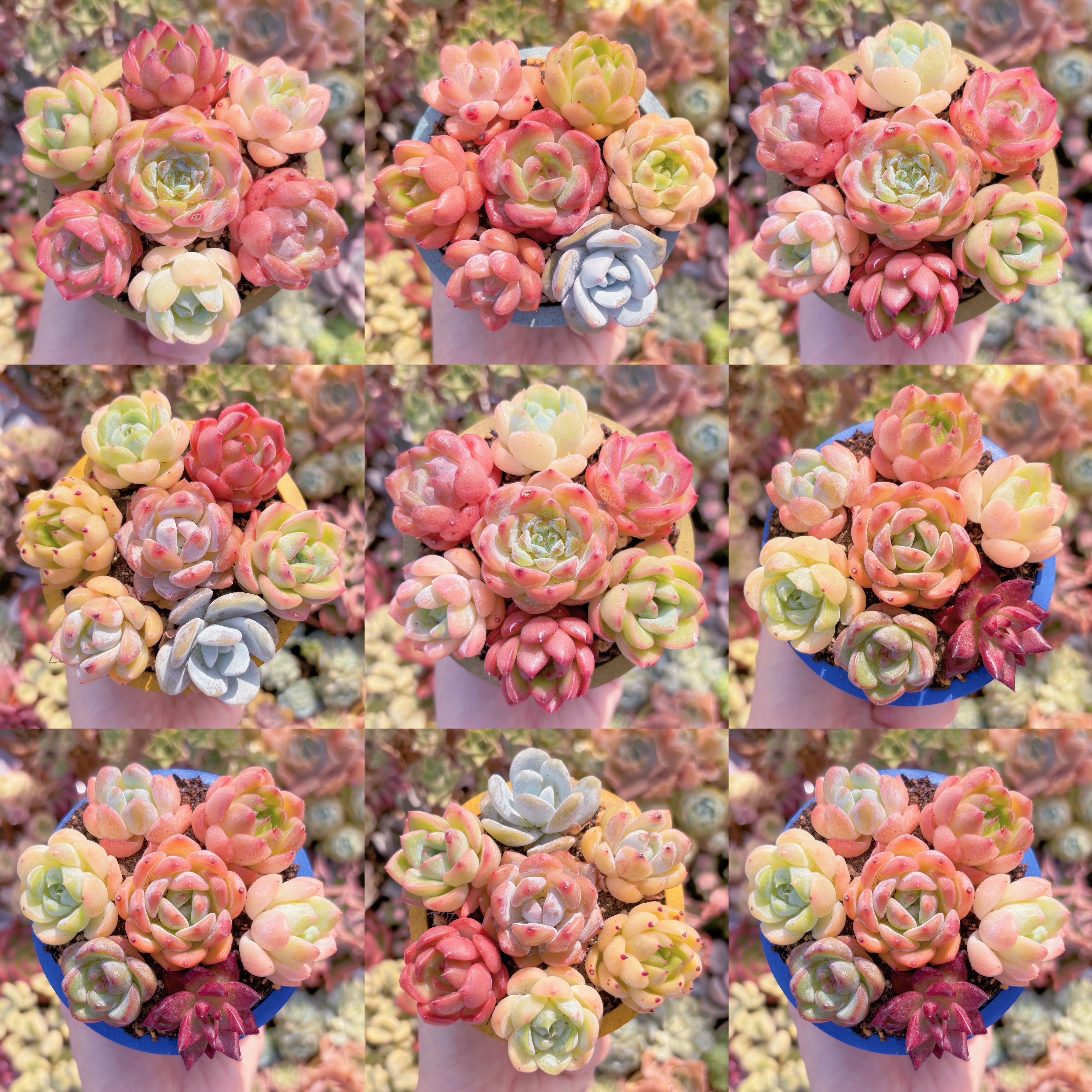 ☆ 初心者向け7苗セット☆ | るる農園~多肉植物専門