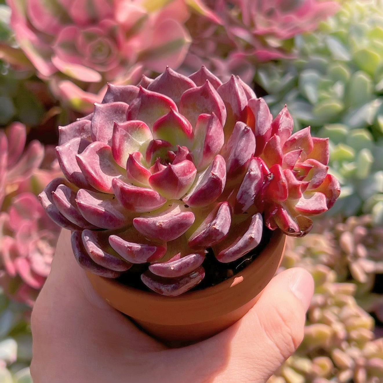 多肉植物 新品種黒夜 新入荷 | るる農園~多肉植物専門