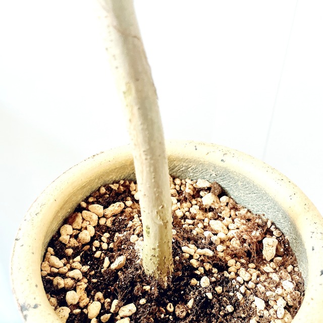 ◎一点もの 曲がり ウンベラータ 陶器鉢 5号 calm cafe