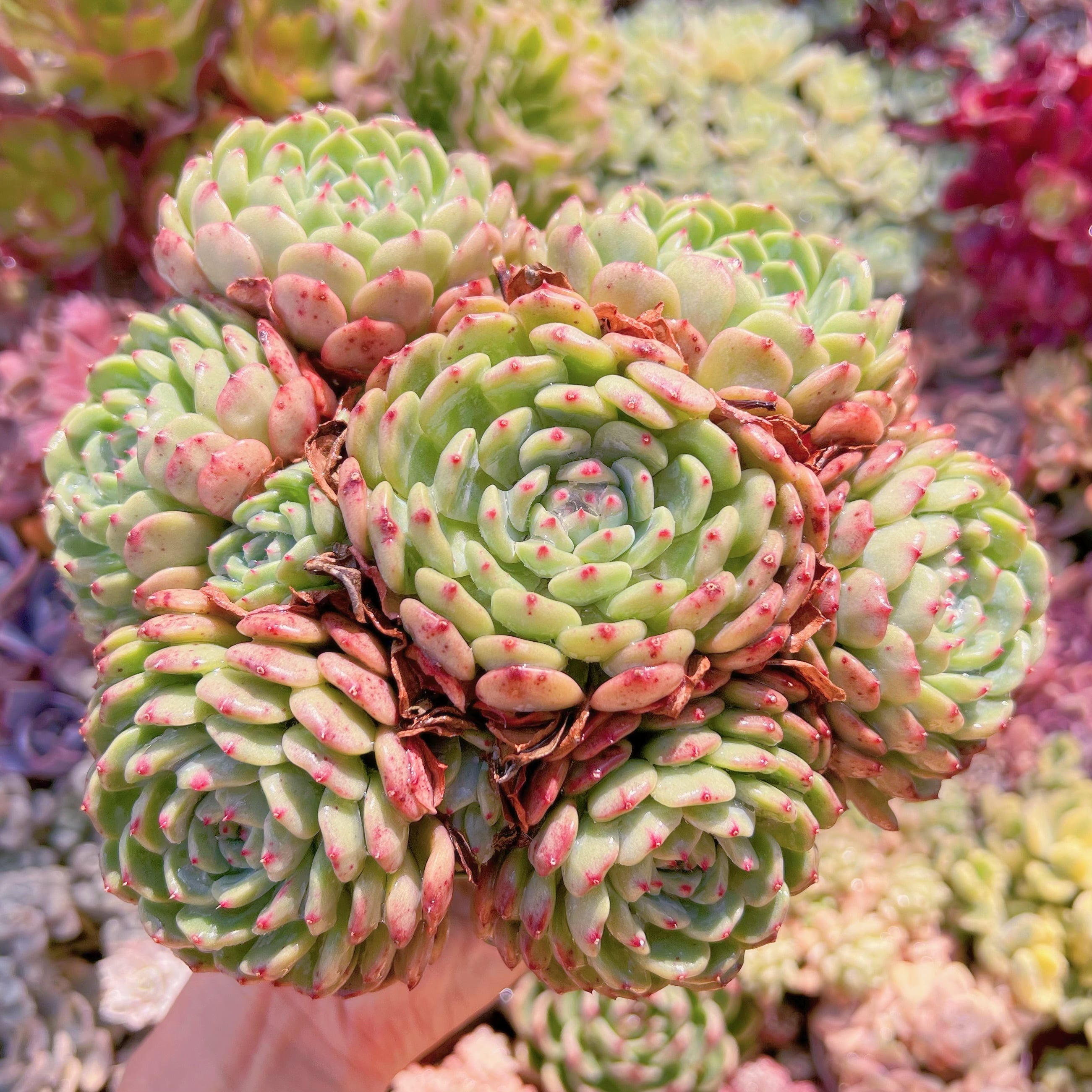 現品　ハニーベビー#2192　特大群生　るる農園