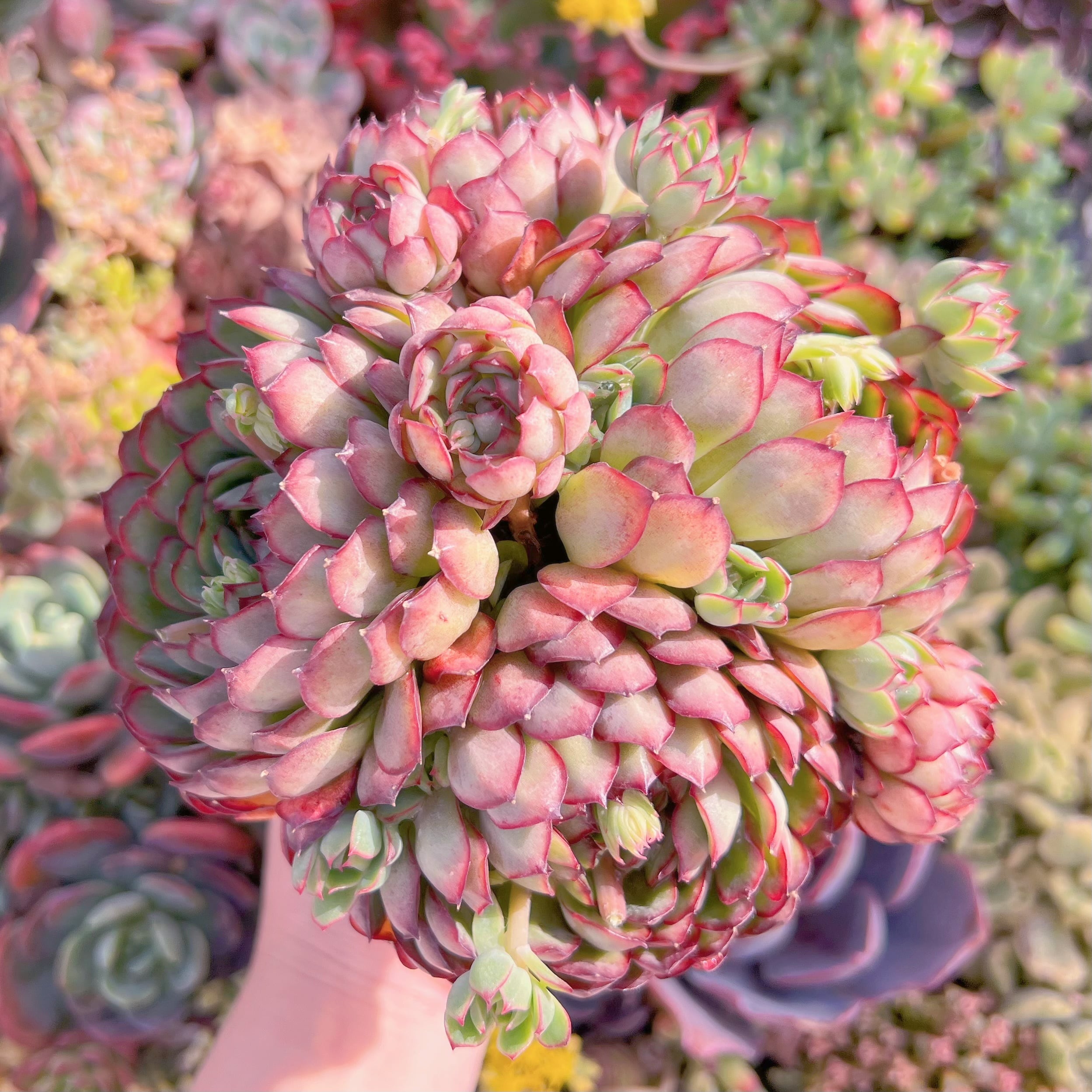 現品　さくらんぼ#A085　特大群生　るる農園