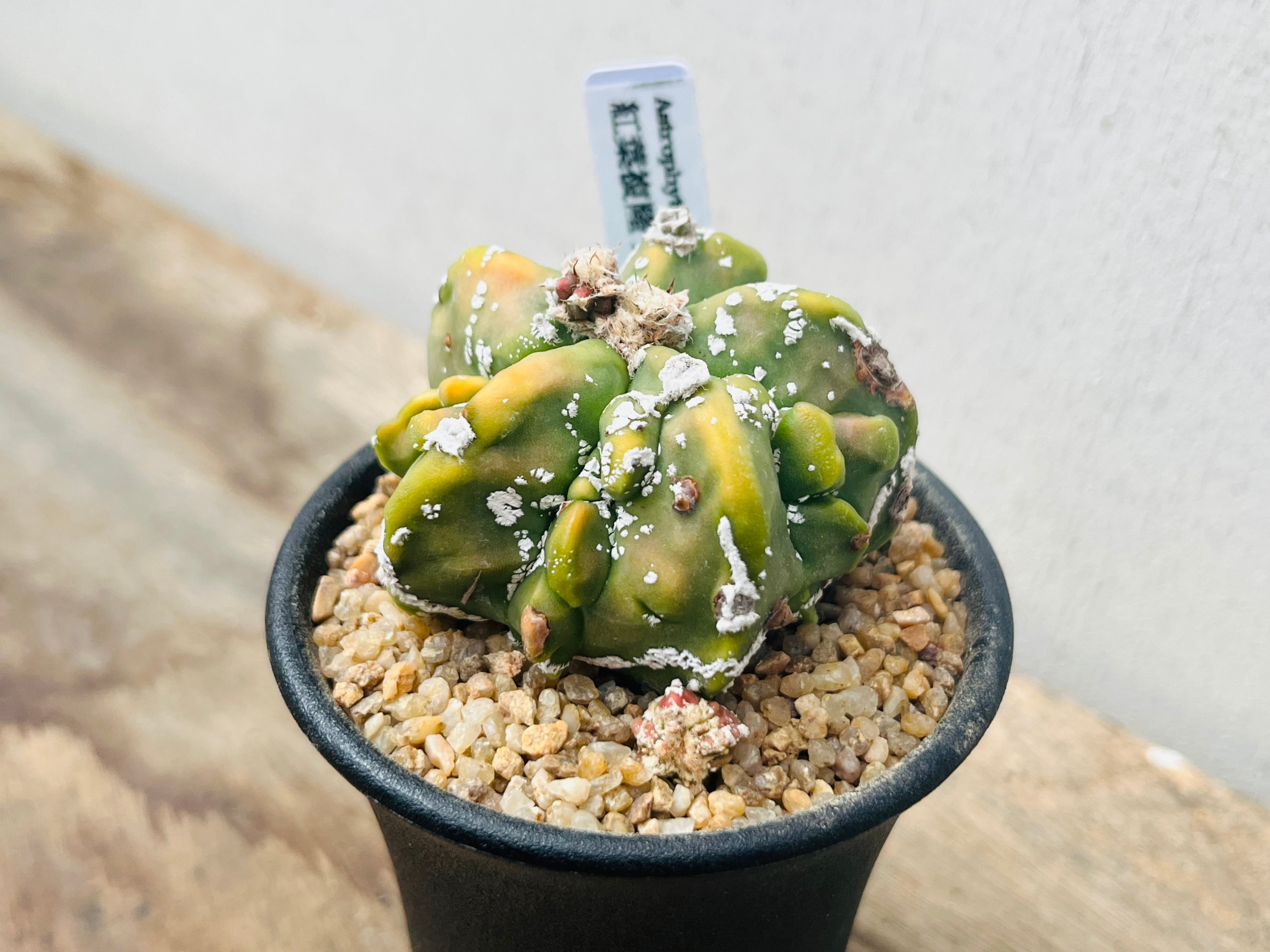 Astrophytum myriostigma アストロフィツム 複隆ランポー 複隆鸞鳳玉