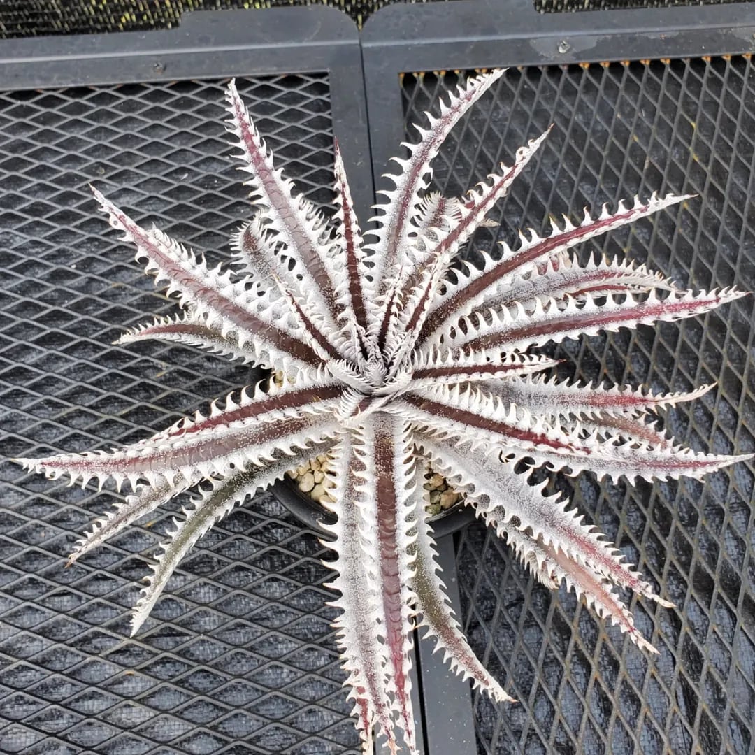 F00388_Aloe Hybrid（TCT）：アロエ・ハイブリッド（子株） | レア