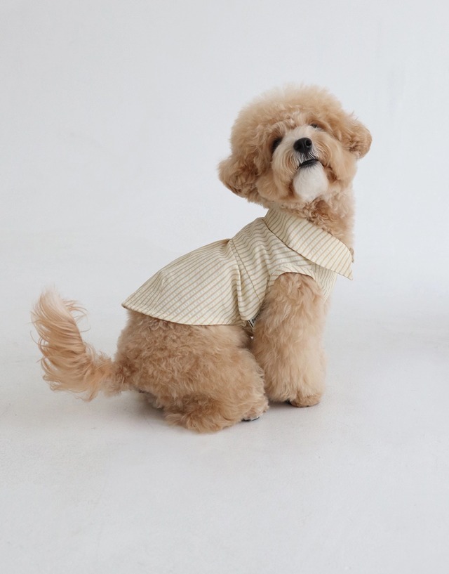 〈即納アイテム〉Dverry / シアサッカーシャツ（Yellow stripe）