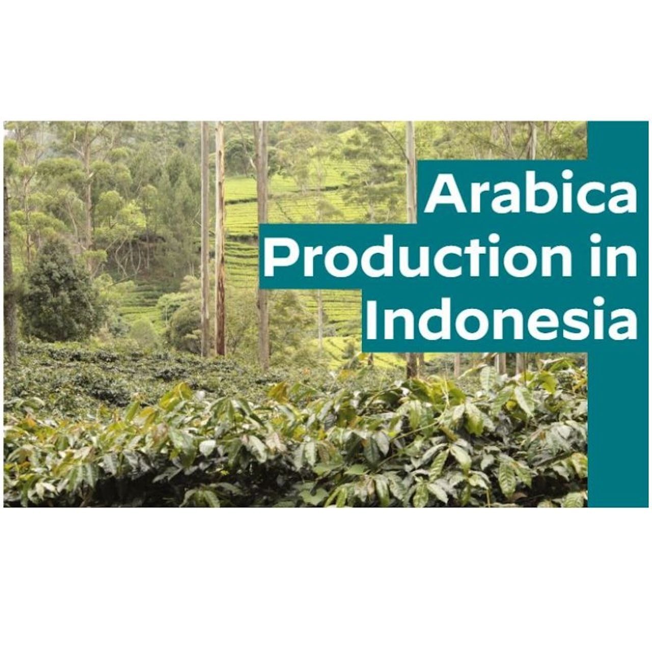 トラジャ インドネシア・スラウェシ島・トラジャ 24/25 200g 画像7