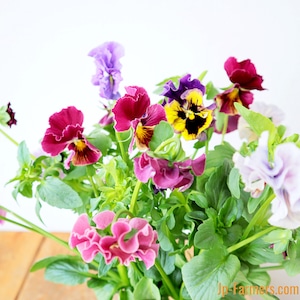 みやび花園のパンジー　ジュエリー　10本