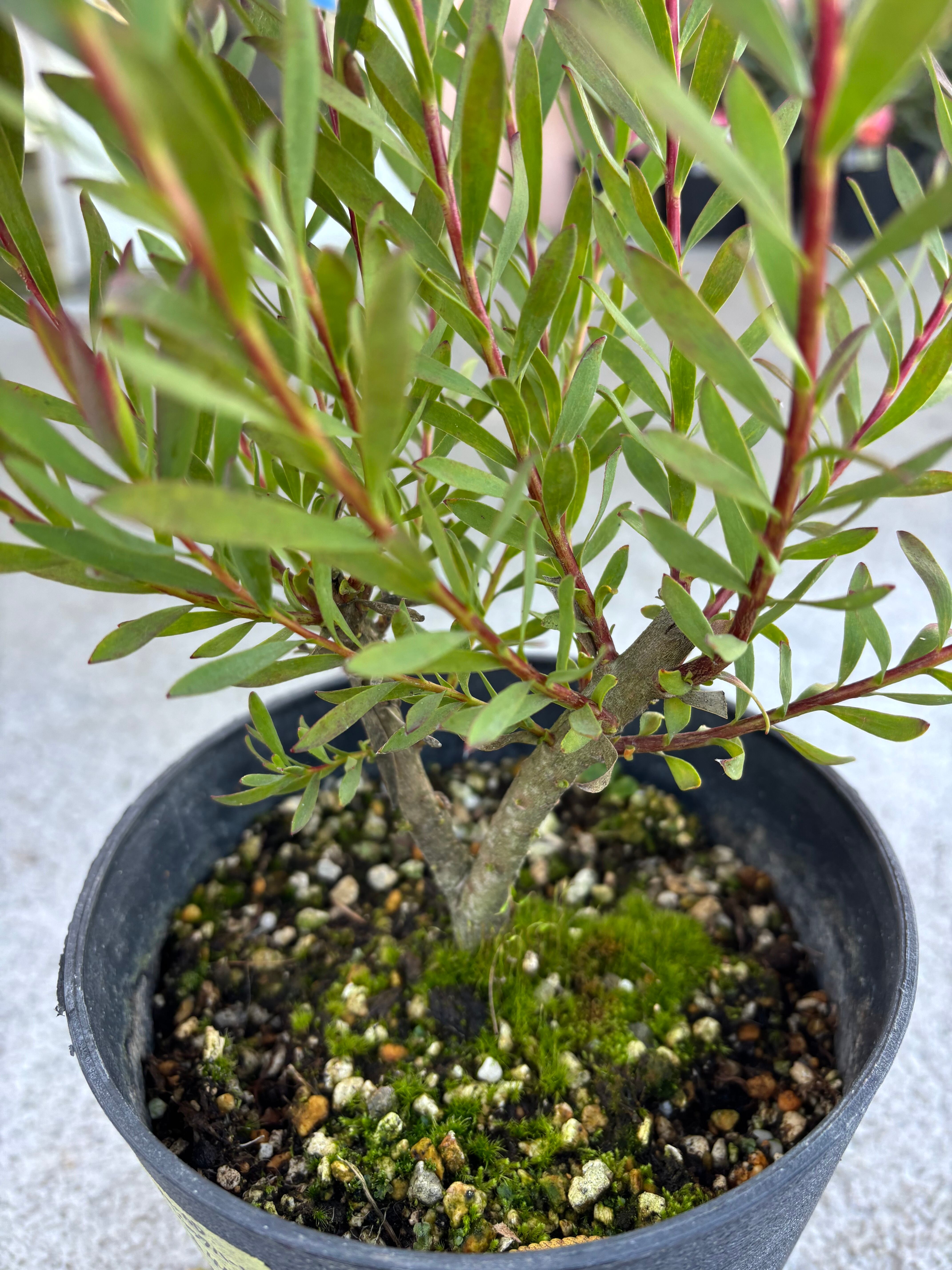 43㎝　リューカデンドロンとアンティーク紫陽花の横長ガーランド リューカデンドロン ジャックハーレー② | MELLOW Plants & Coffee