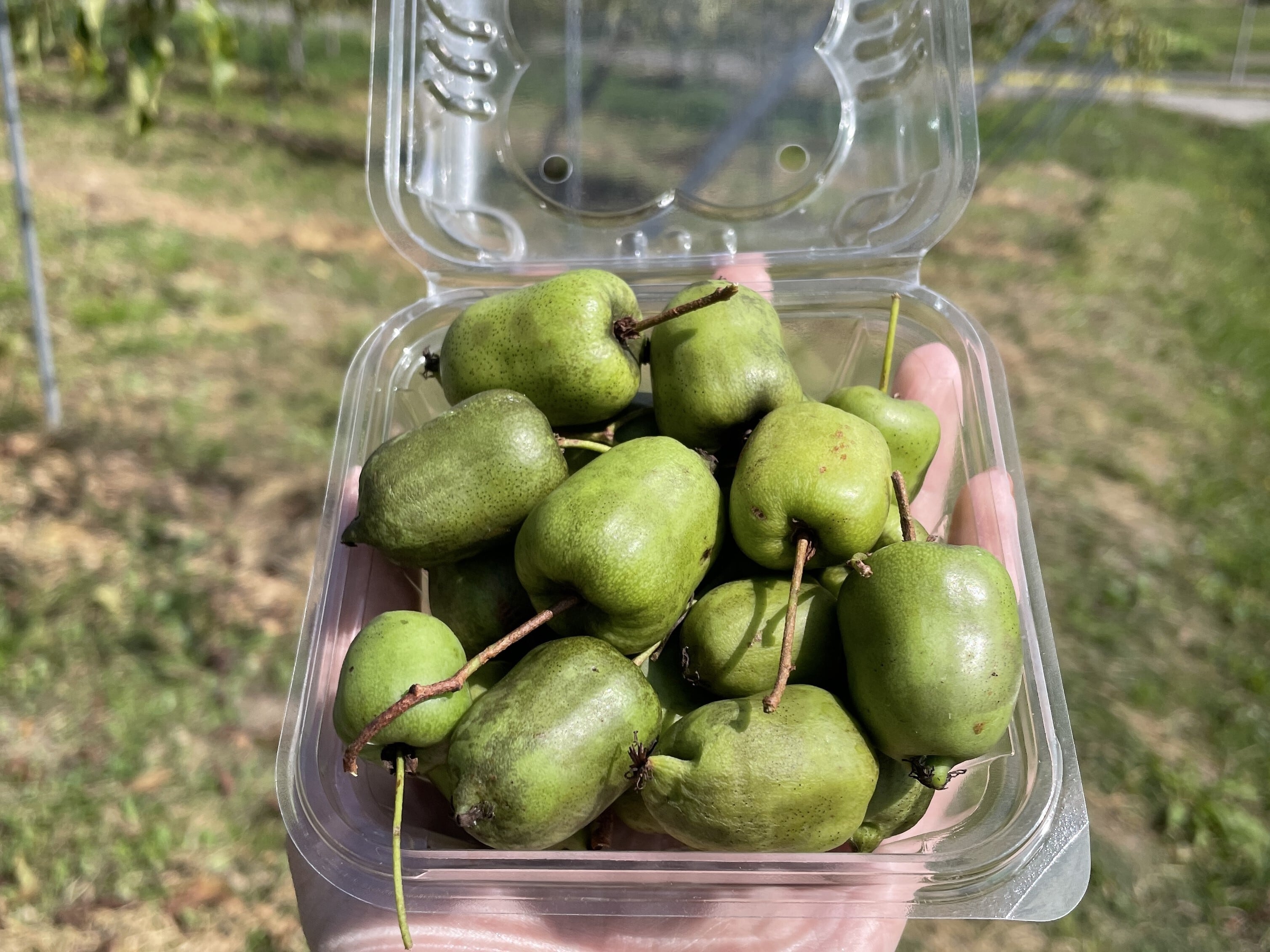 さるなし100%ジュース（24本入） | 玉川村のオンライン物産店