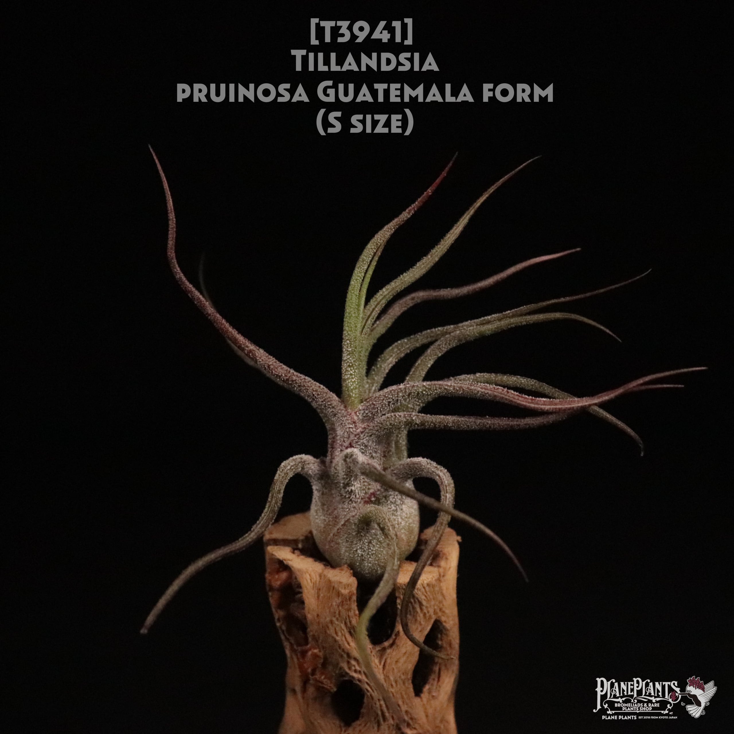 【送料無料】pruinosa Guatemala form S〔エアプランツ〕現品発送T3941