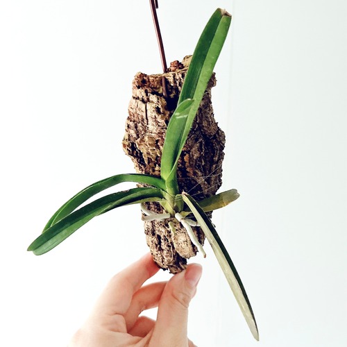 Ascocenda（アスコセンダ）コルク付け洋ラン 観葉植物 calm cafe