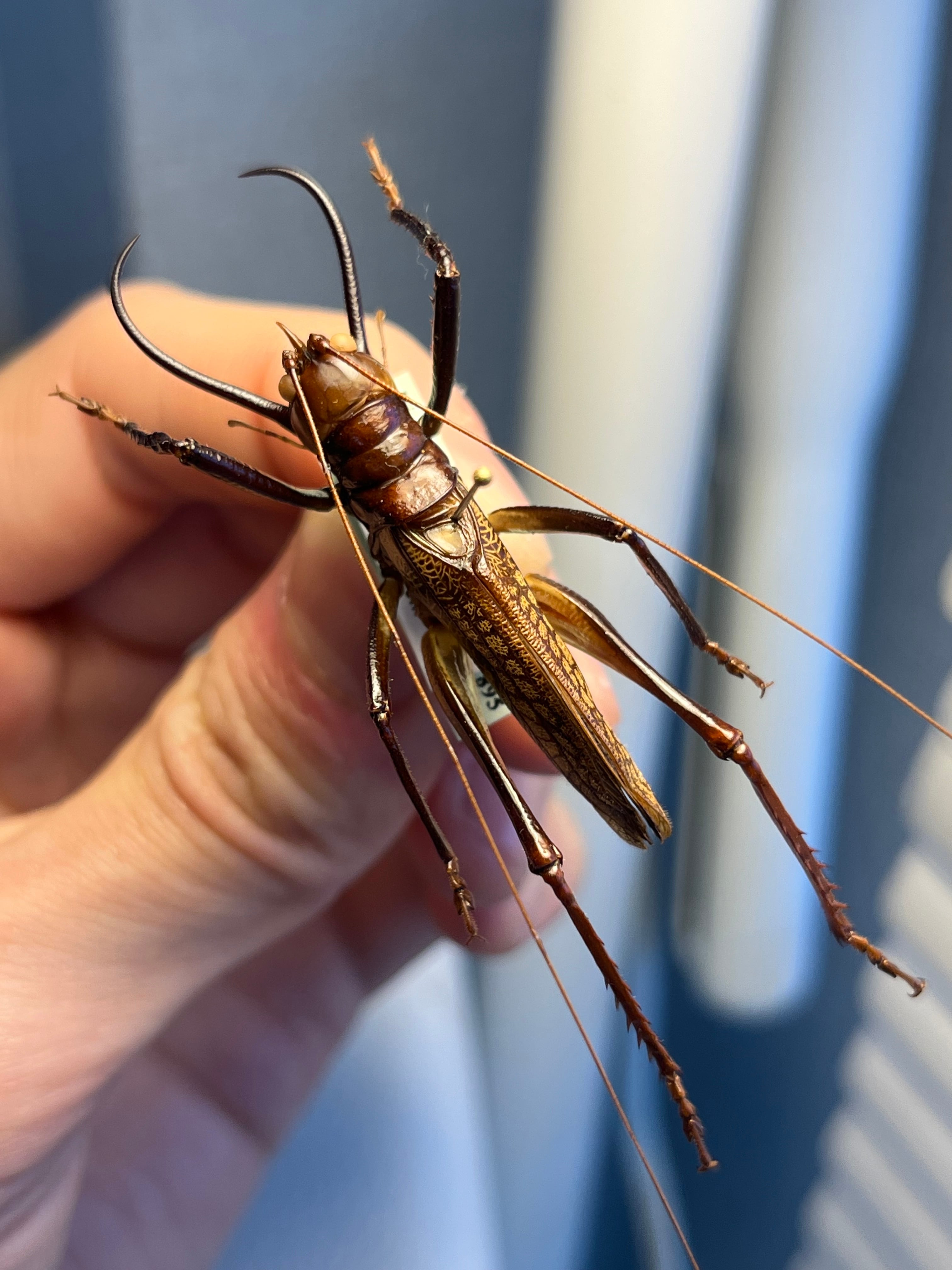 極美展足】クワガタキリギリス 化け物キリギリス 昆虫標本 ウェタ