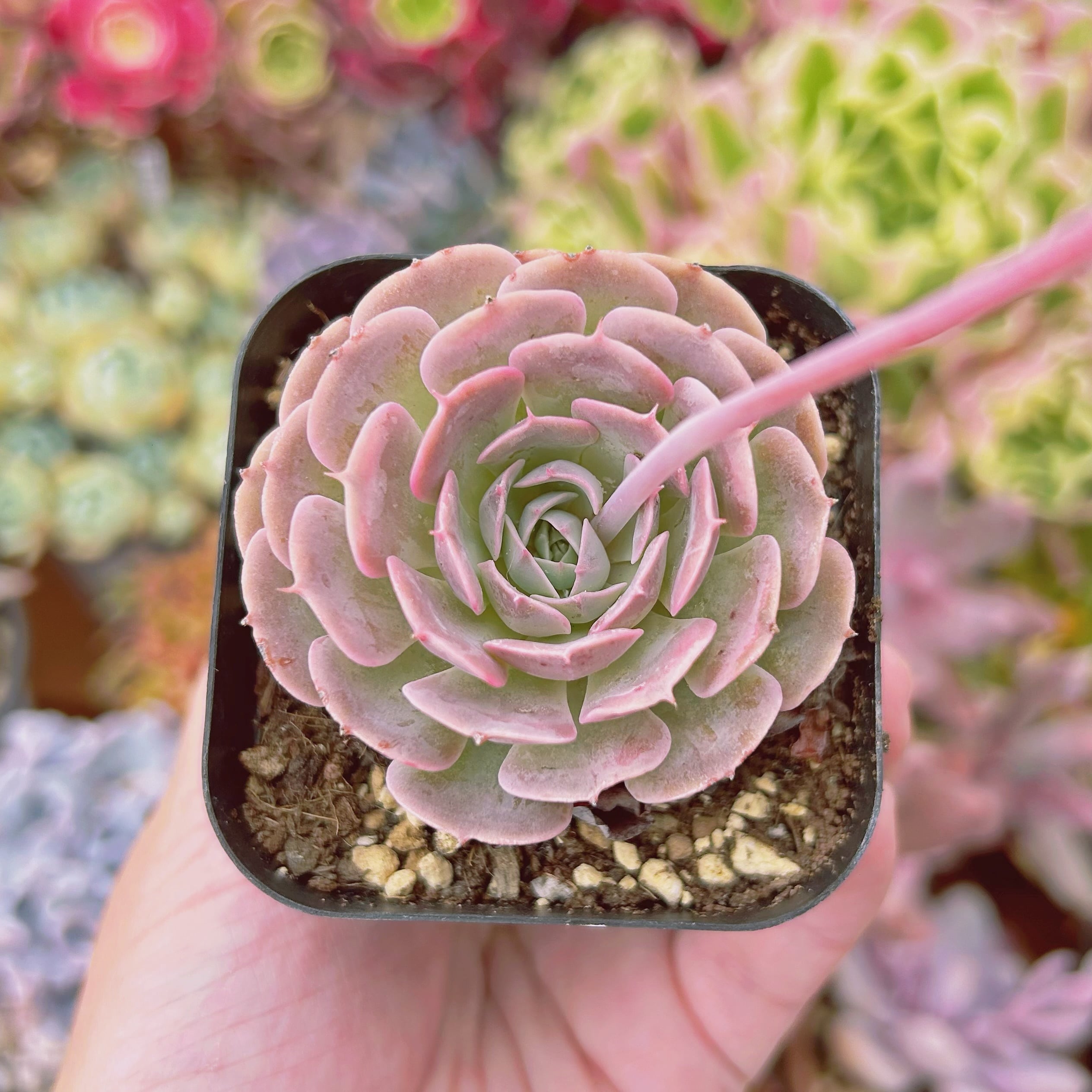 #1119現物　多肉植物　天賜　抜き苗