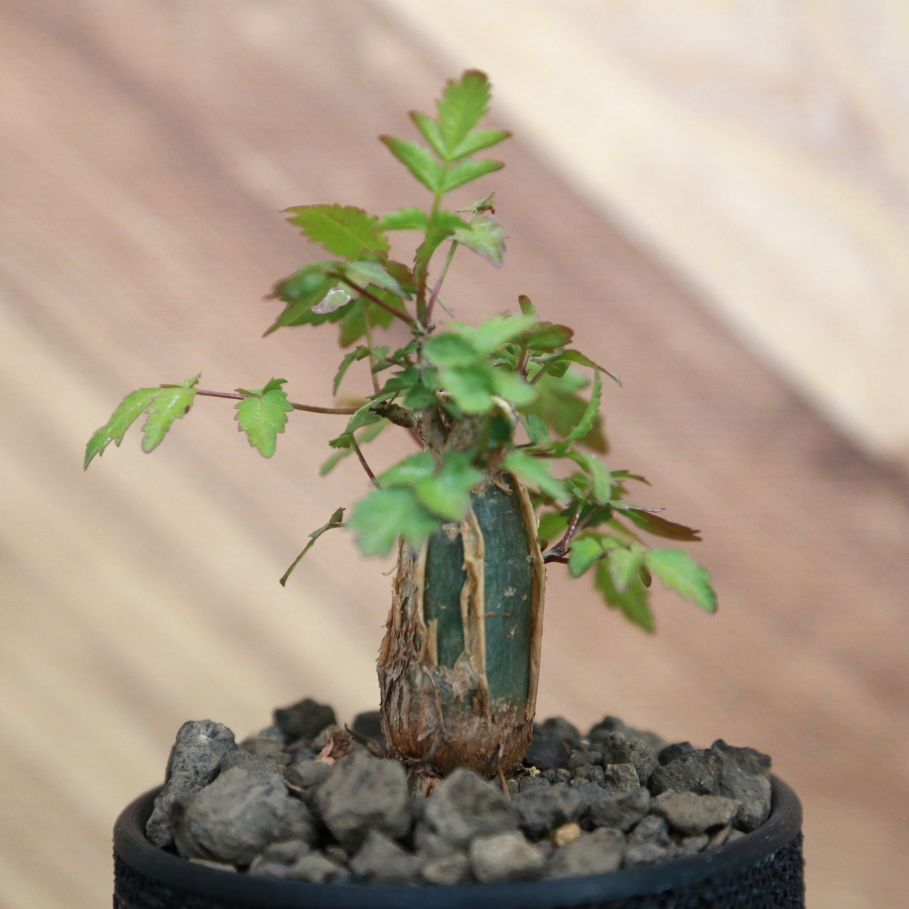 Bursera fagaroides (ブルセラ ファガロイデス) / 小株(3号鉢)/Lot.001