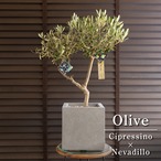 【別注品】オリーミー シプレッシーノ×ネバディロブランコ 創樹 オリーブの木 SOUJU オリーブ 0805GY