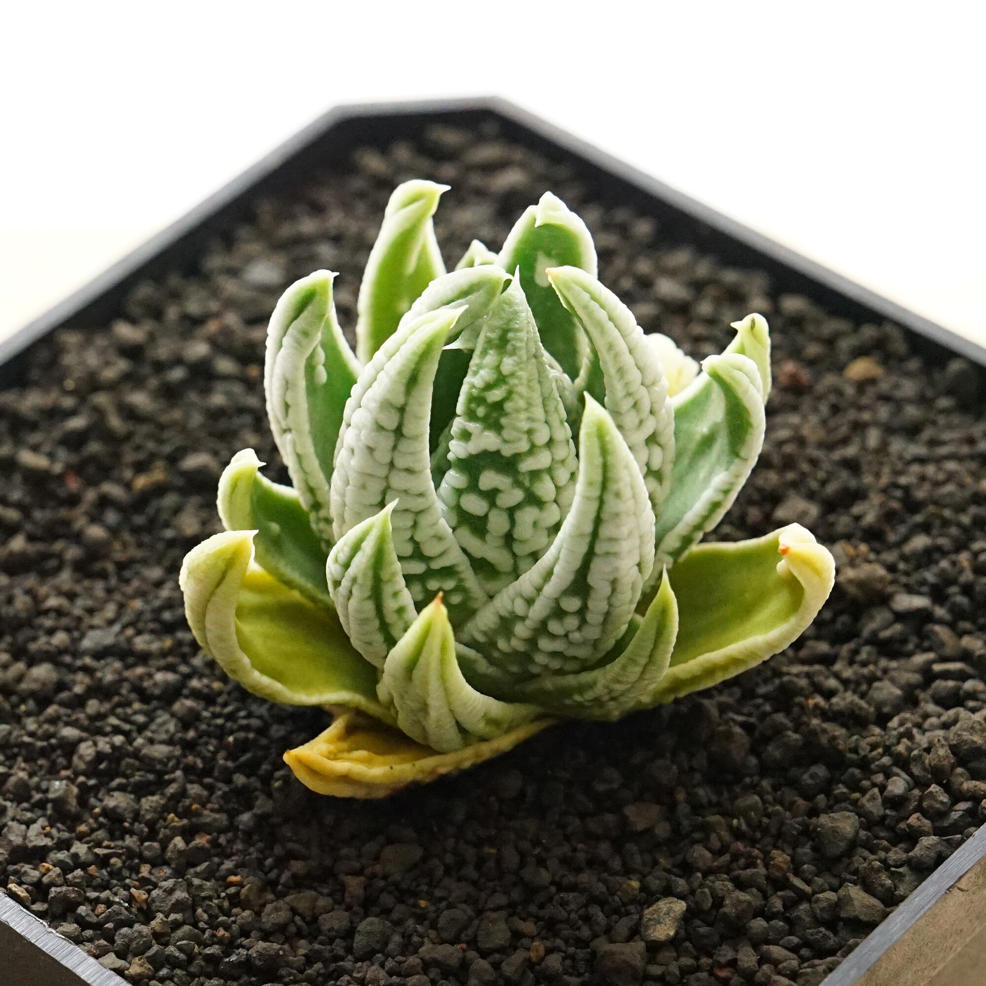 26A ハオルチア 多肉植物 実生オブツーサ錦糊斑 自家繁殖 多肉 26A ハオルチア 多肉植物 実生オブツーサ錦糊斑 自家繁殖 多肉