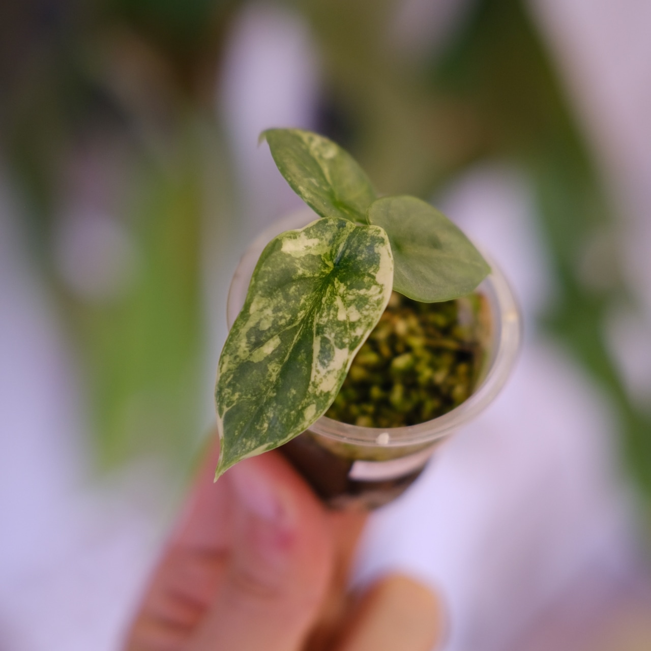 Alocasia Silver Dragon Aurea|シルバードラゴン オーレア②|観葉植物