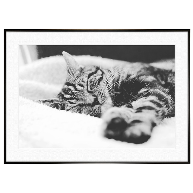 動物写真 猫と手 インテリア モノクロアートポスター額装 AS1172