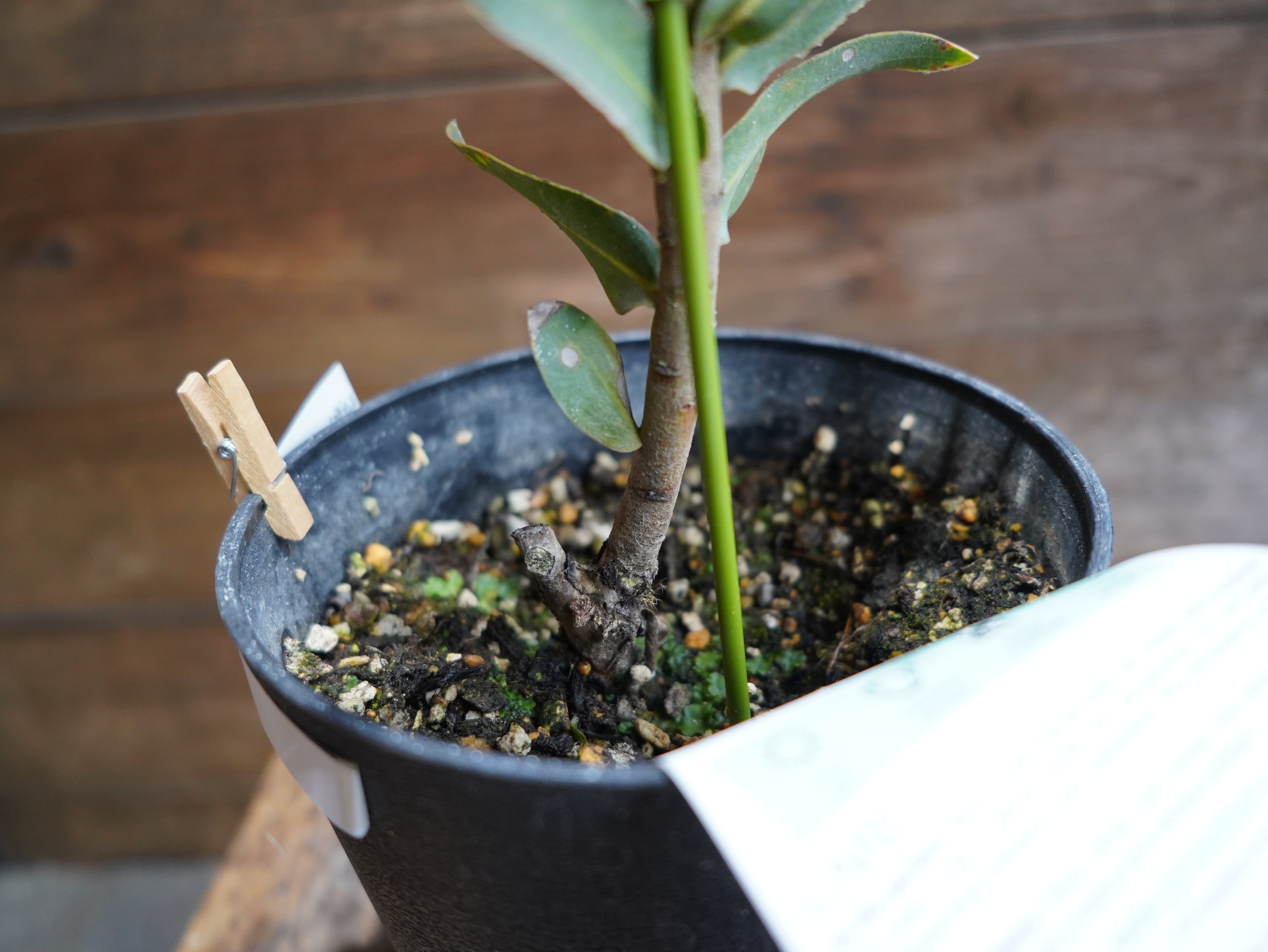 【現物】プロテア "ピンクパール"