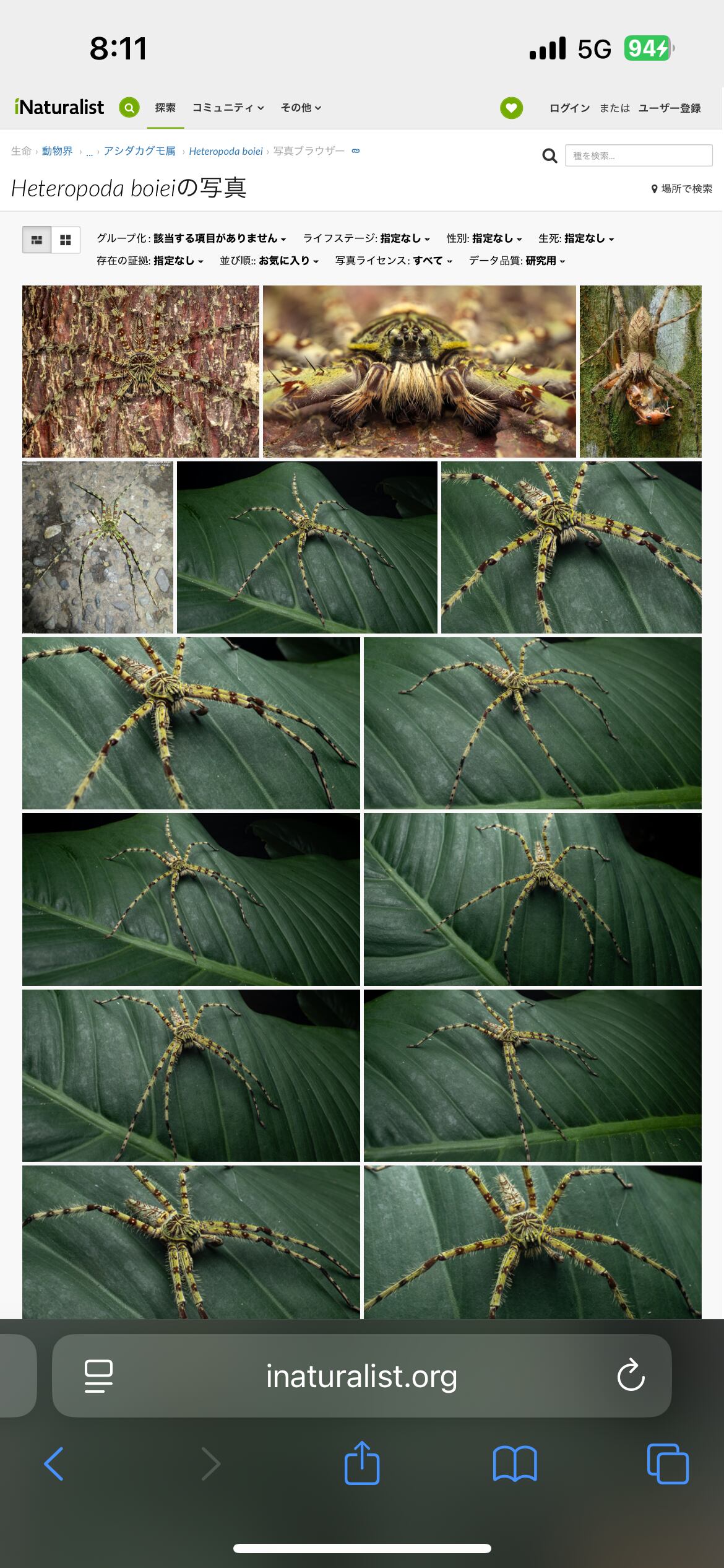 標本】グリーンハンツマン トゥルースパイダーマンティスムカデ
