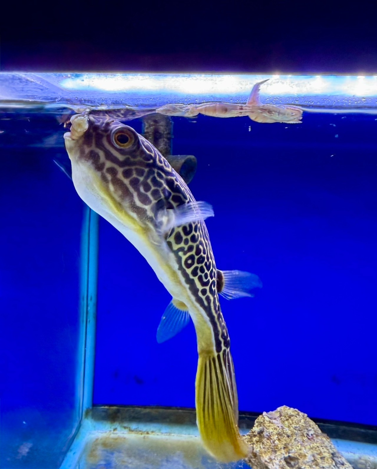 テトラオドン・ムブ - 3