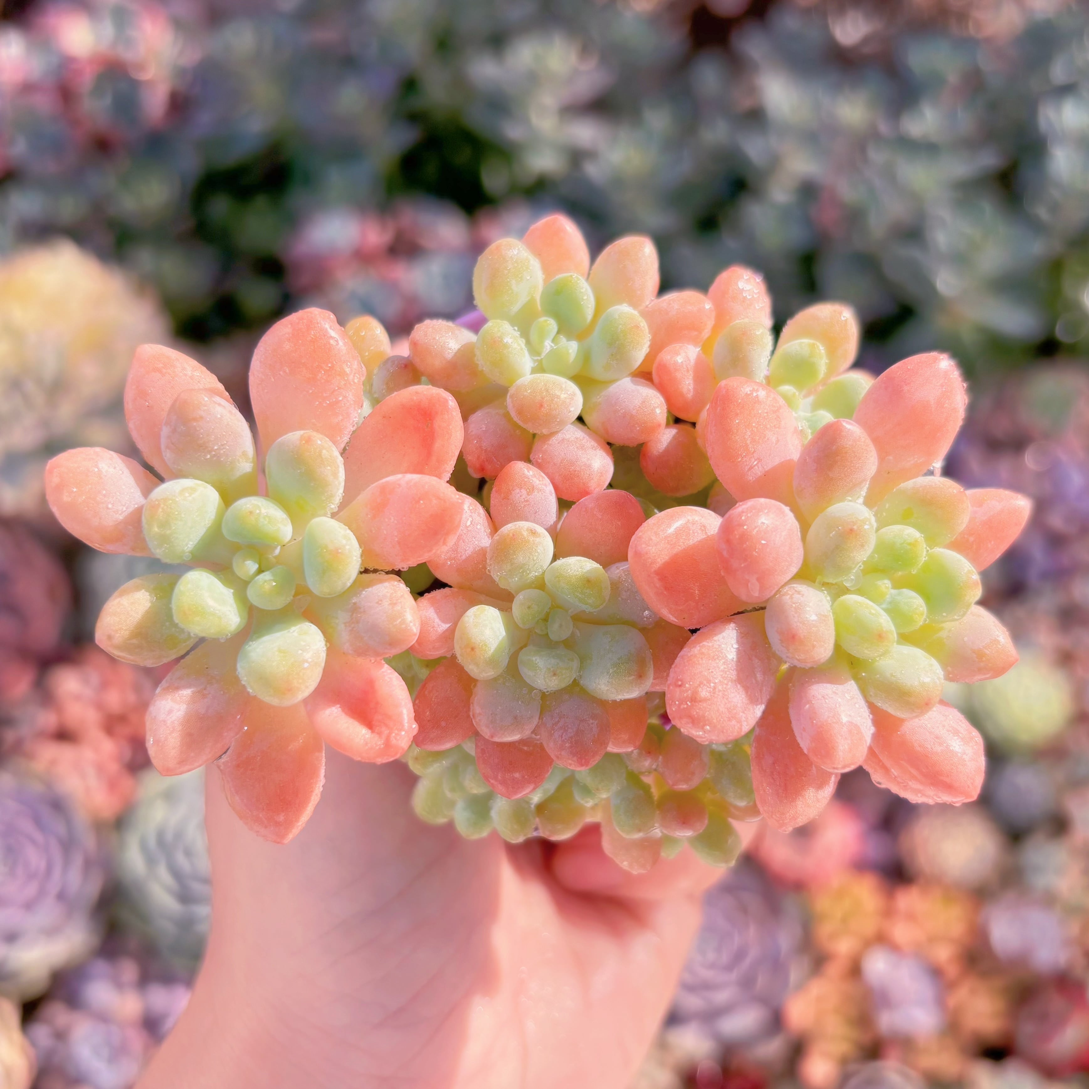多肉植物　Daphne　群生　新入荷　るる農園