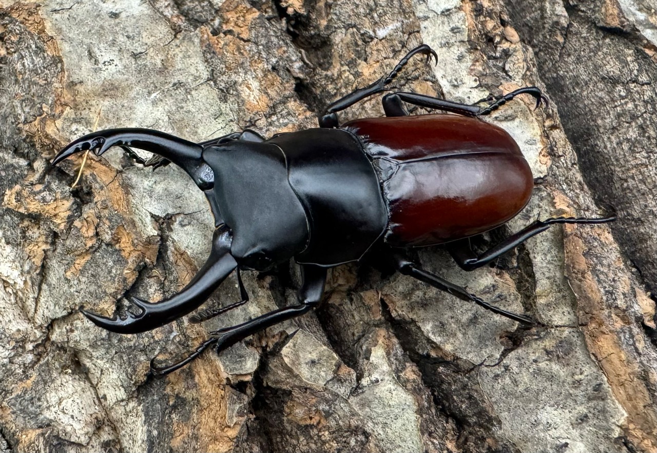 《アローコクワ亜種ノブヒロイ 57mm ペア》①