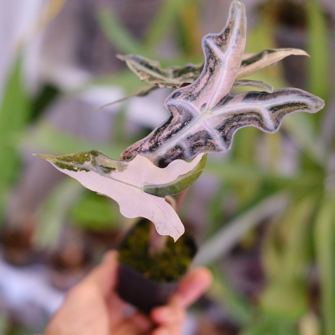 Alocasia Nobillis Pink "K"│アロカシア・ノビリス・ピンク②│観葉植物