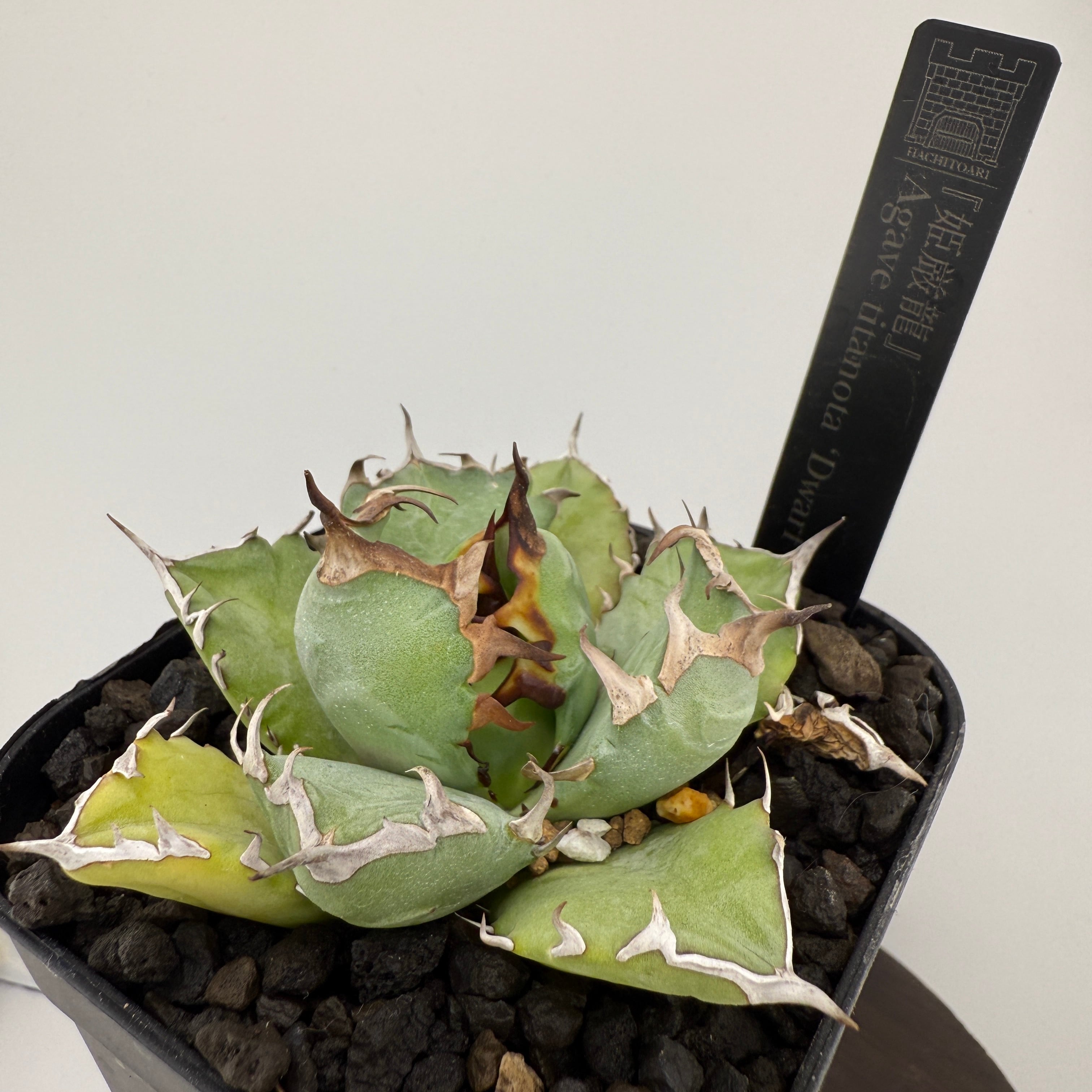 No.06 姫厳竜 Agave titanota