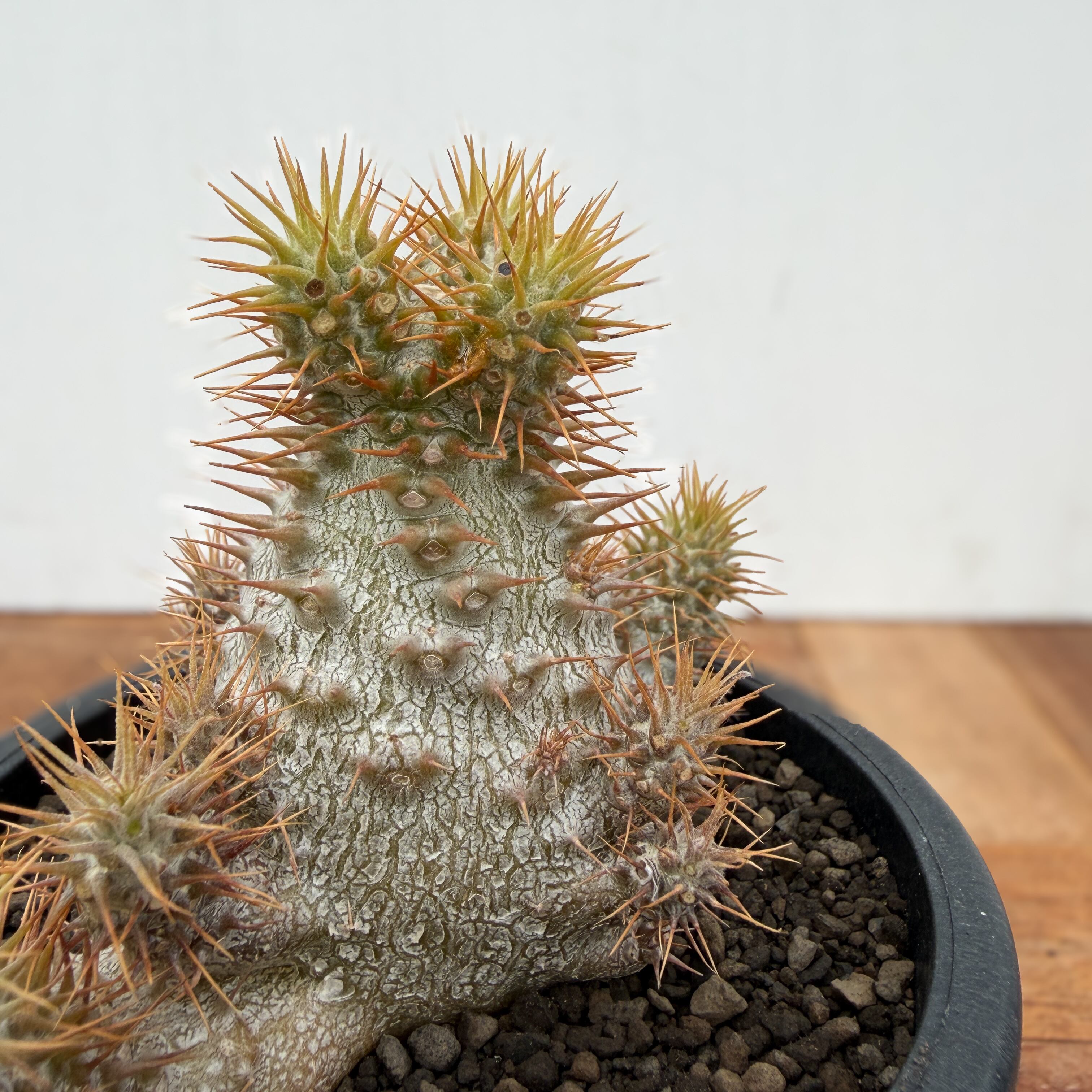 Pachypodium Gracilius【パキポディウム・グラキリス・実生】 | RIMO'S