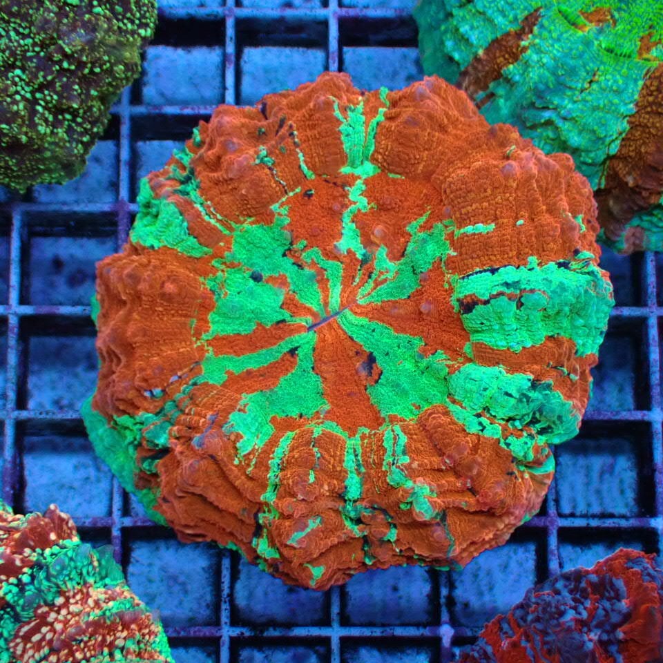 アザミハナガタサンゴ | HOUSE REEF(ハウスリーフ)サンゴ・海水魚